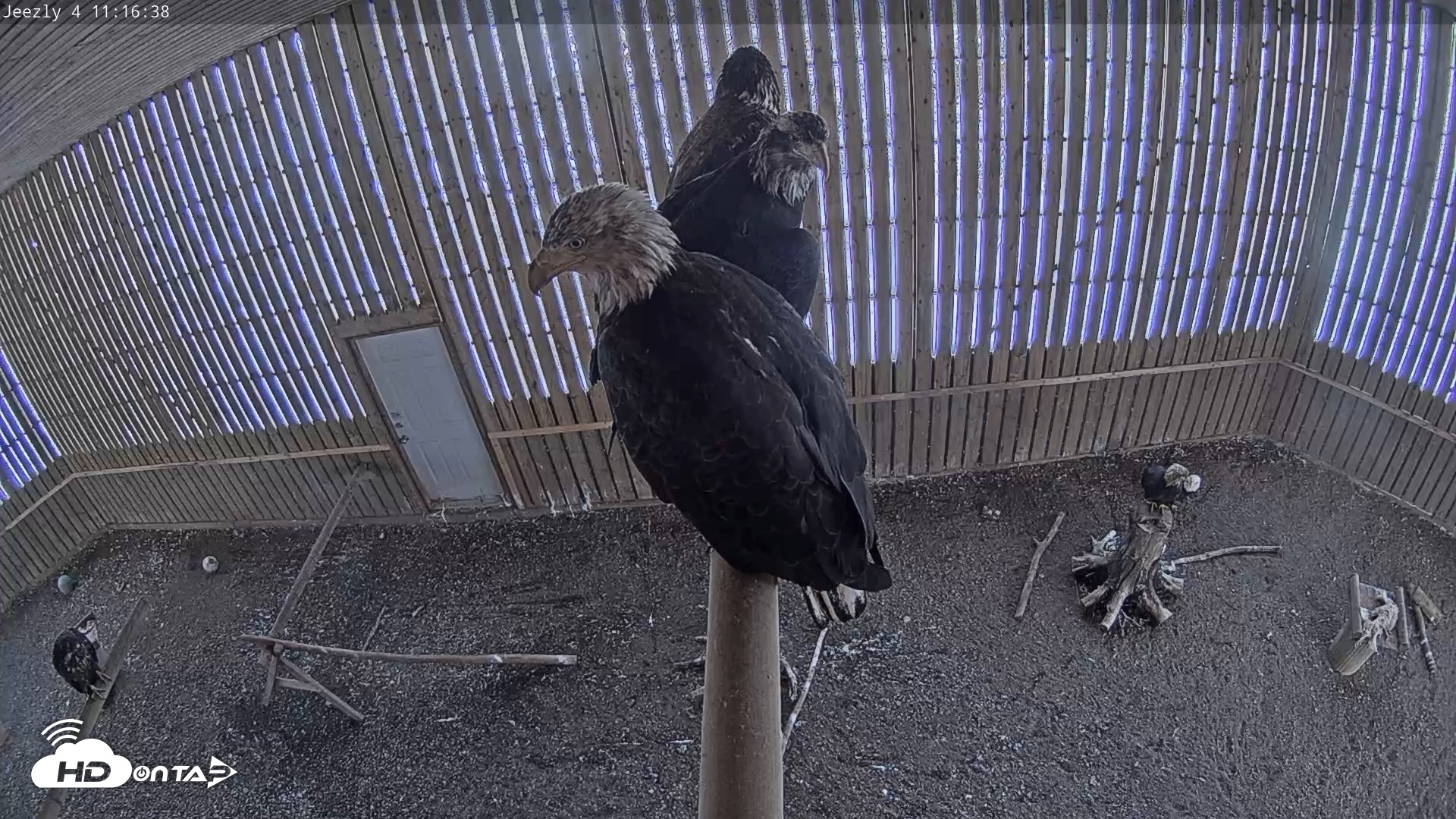 Snapshot of Cobequid Special Unit Raptor Rehab Center taken Feb 4, 2025, 11:16am AST