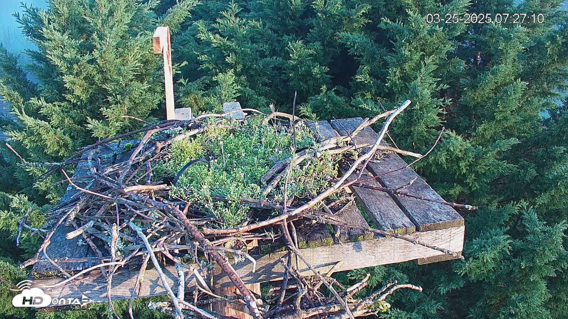 Snapshot of Medina Washington Live Osprey Nest Webcam taken Mar 25, 2025, 7:27am PDT