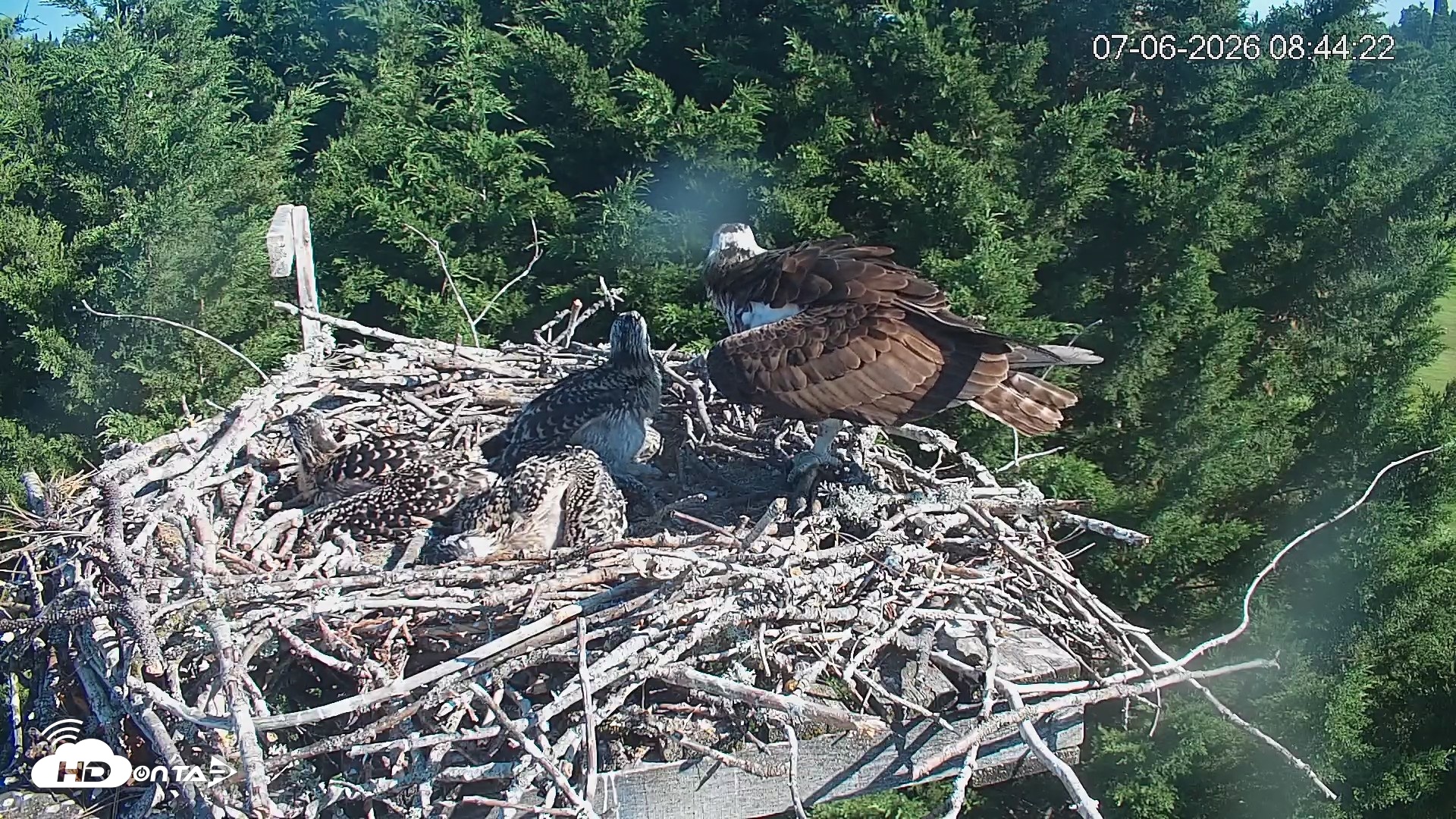 Snapshot of Medina Washington Live Osprey Nest Webcam taken Jul 6, 2026, 8:45am PDT
