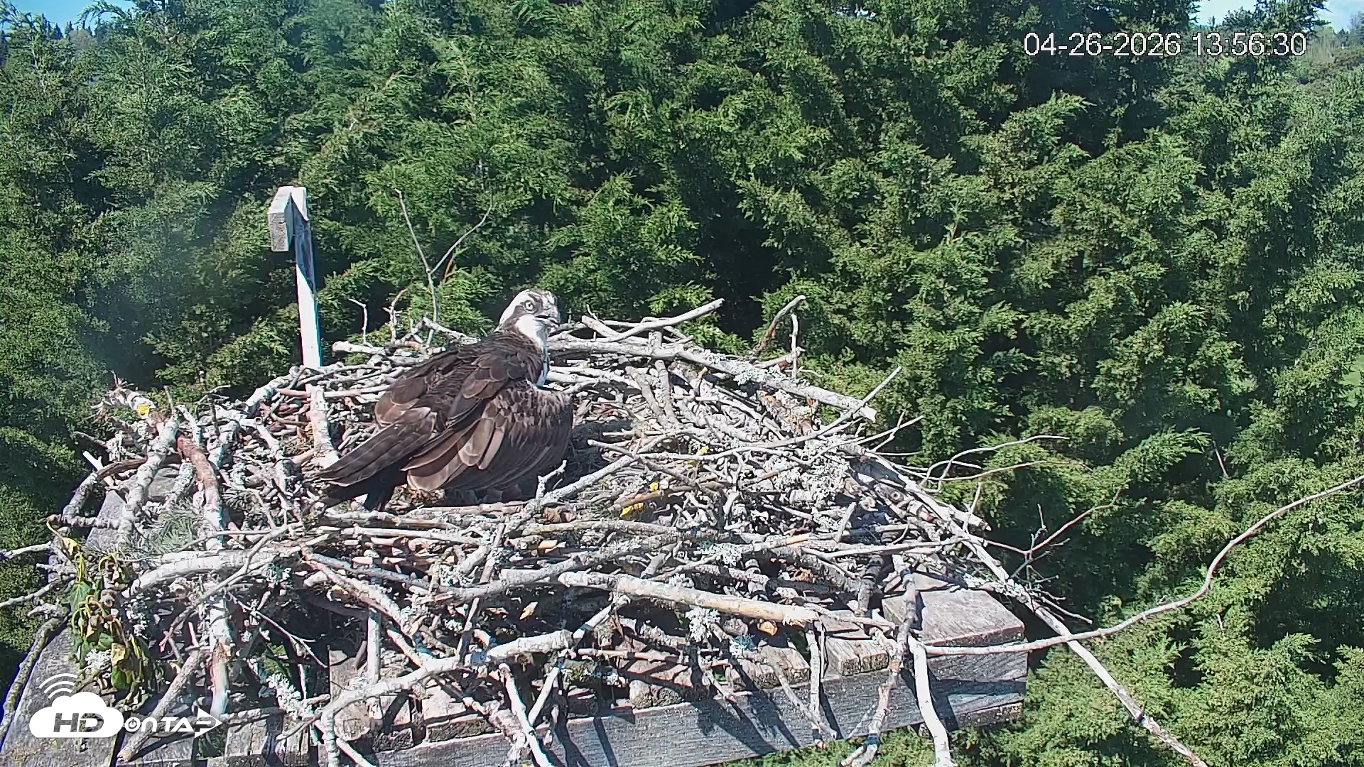 Snapshot of Medina Washington Live Osprey Nest Webcam taken Apr 26, 2026, 1:57pm PDT
