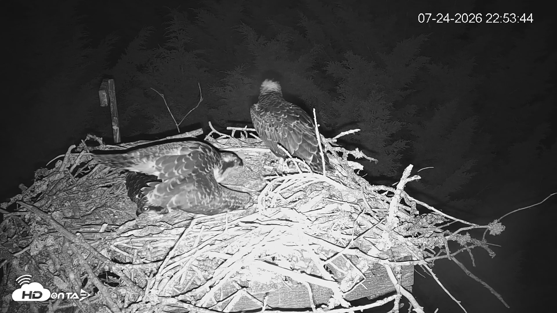 Snapshot of Medina Washington Live Osprey Nest Webcam taken Jul 24, 2026, 10:54pm PDT