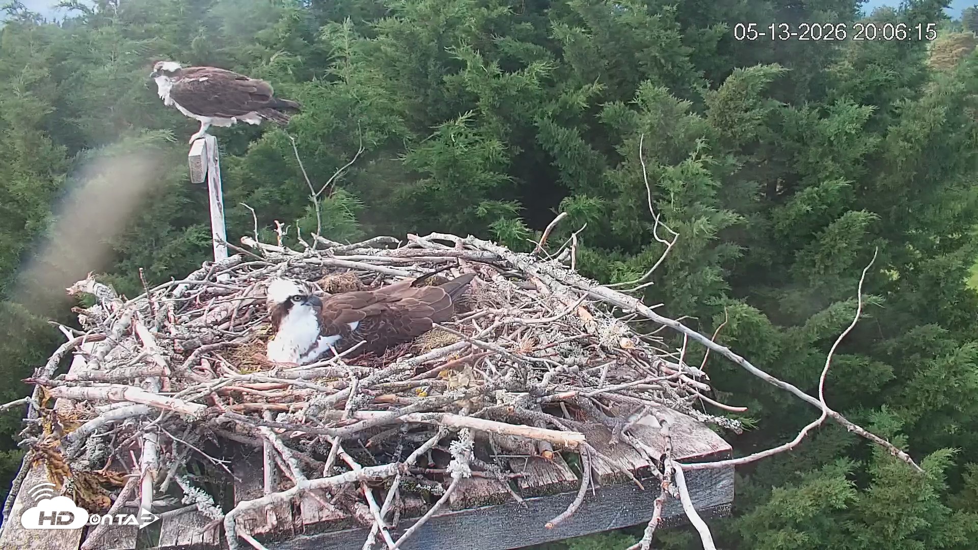 Snapshot of Medina Washington Live Osprey Nest Webcam taken May 13, 2026, 8:06pm PDT