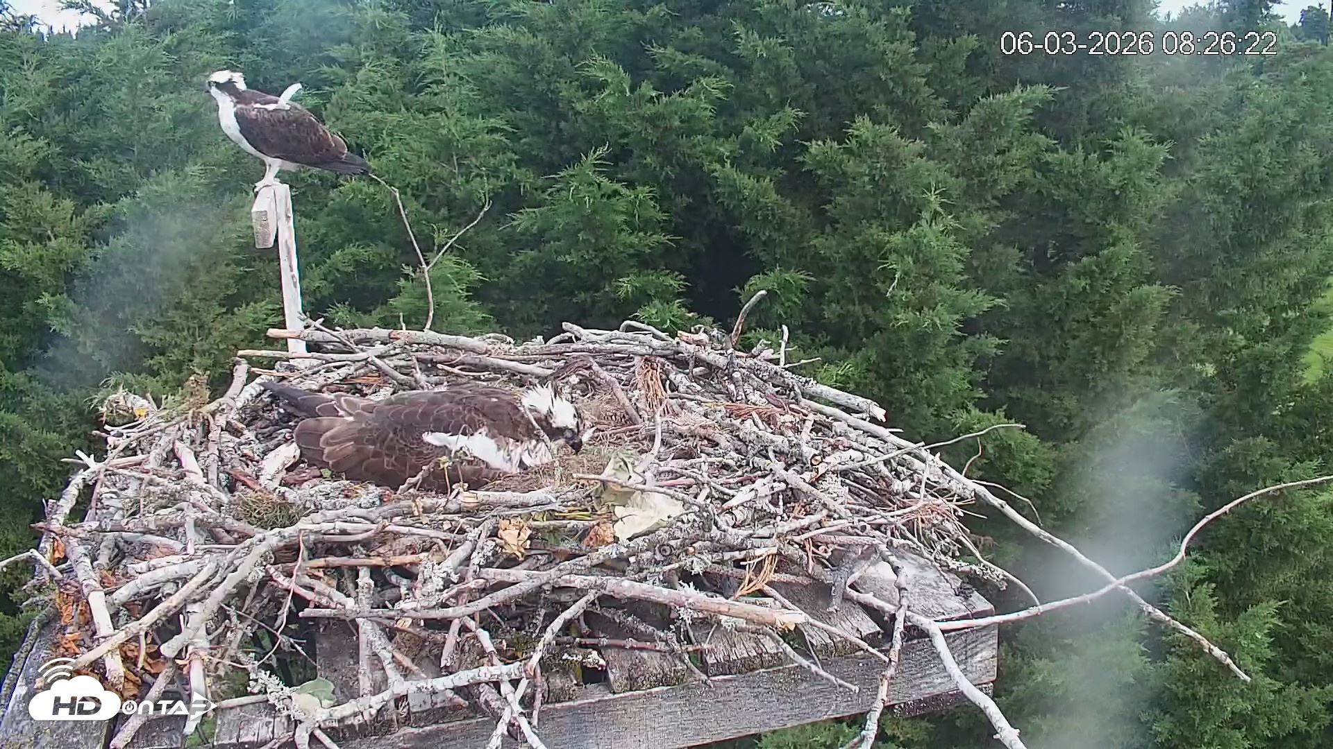 Snapshot of Medina Washington Live Osprey Nest Webcam taken Jun 3, 2026, 8:27am PDT