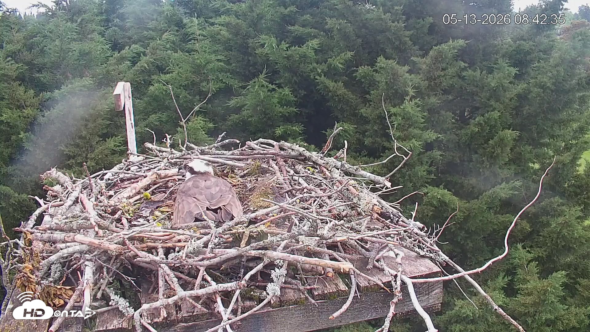 Snapshot of Medina Washington Live Osprey Nest Webcam taken May 13, 2026, 8:43am PDT