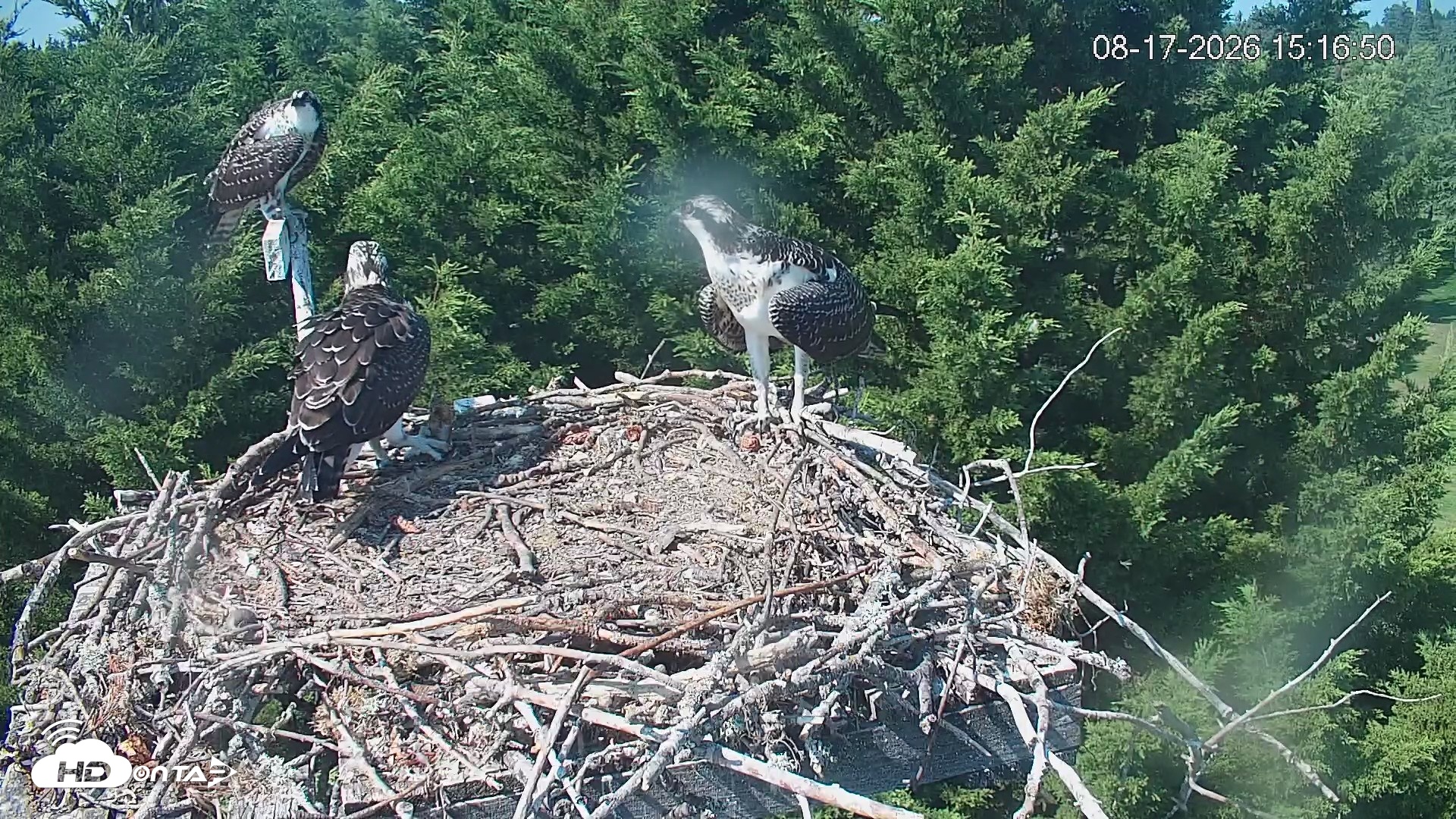 Snapshot of Medina Washington Live Osprey Nest Webcam taken Aug 17, 2026, 3:17pm PDT