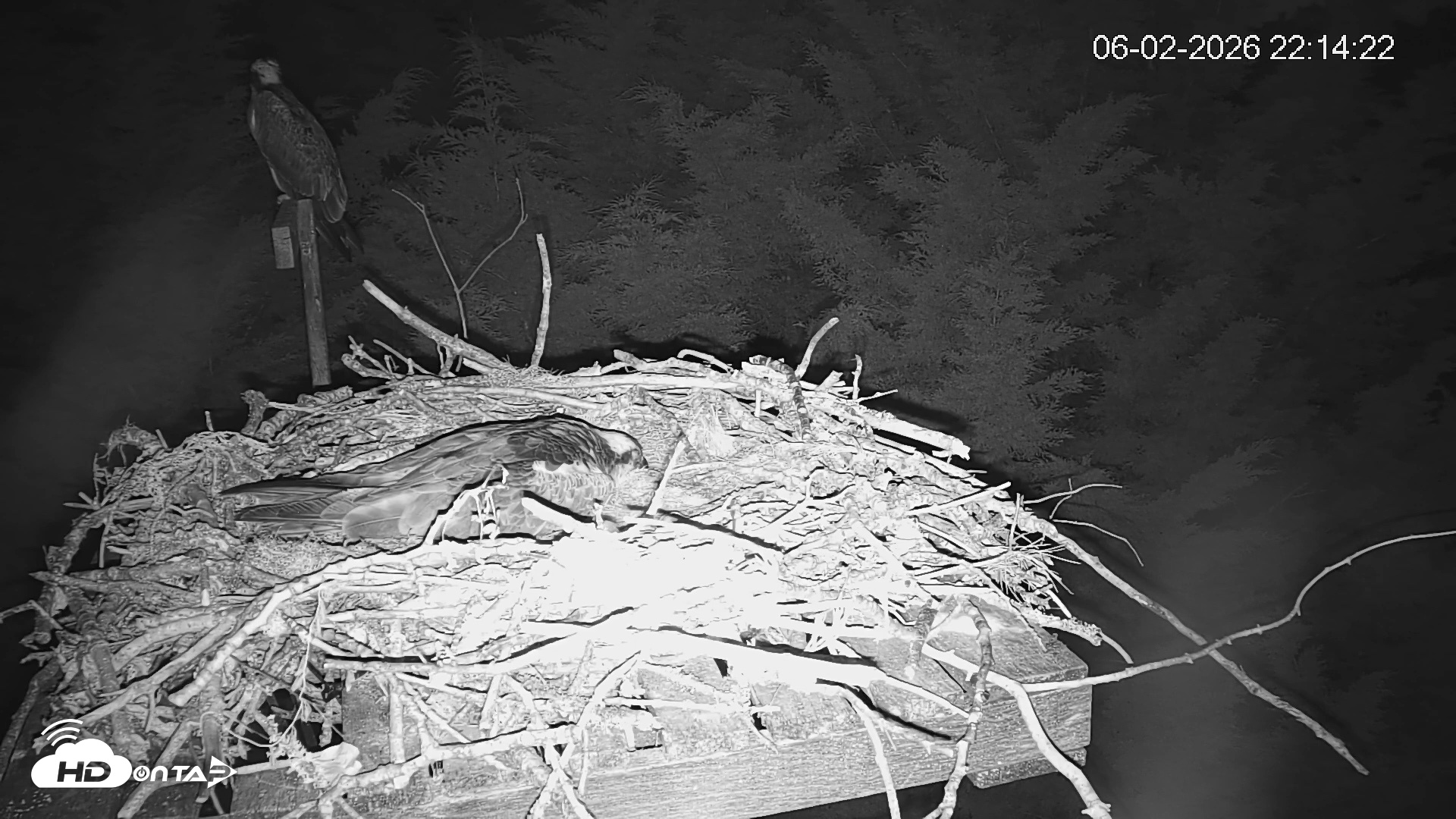 Snapshot of Medina Washington Live Osprey Nest Webcam taken Jun 2, 2026, 10:15pm PDT