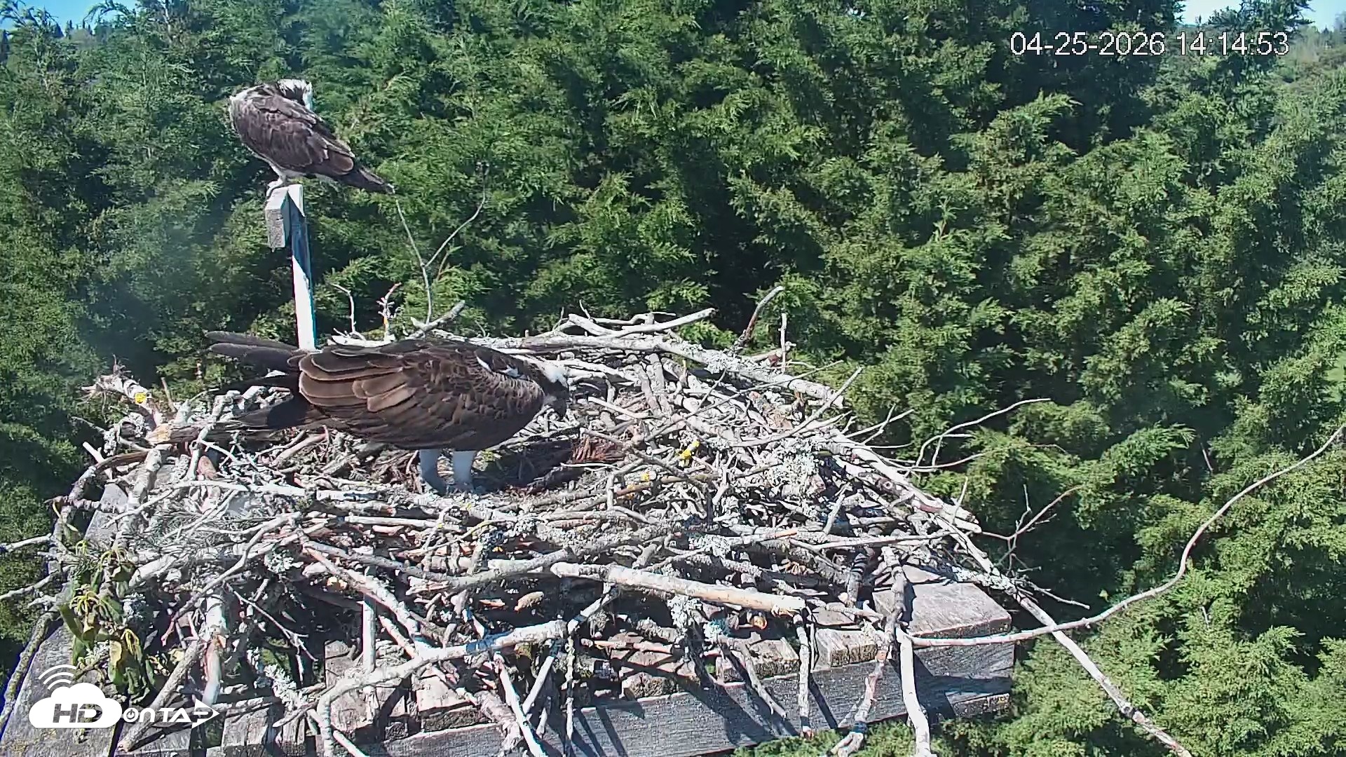 Snapshot of Medina Washington Live Osprey Nest Webcam taken Apr 25, 2026, 2:15pm PDT