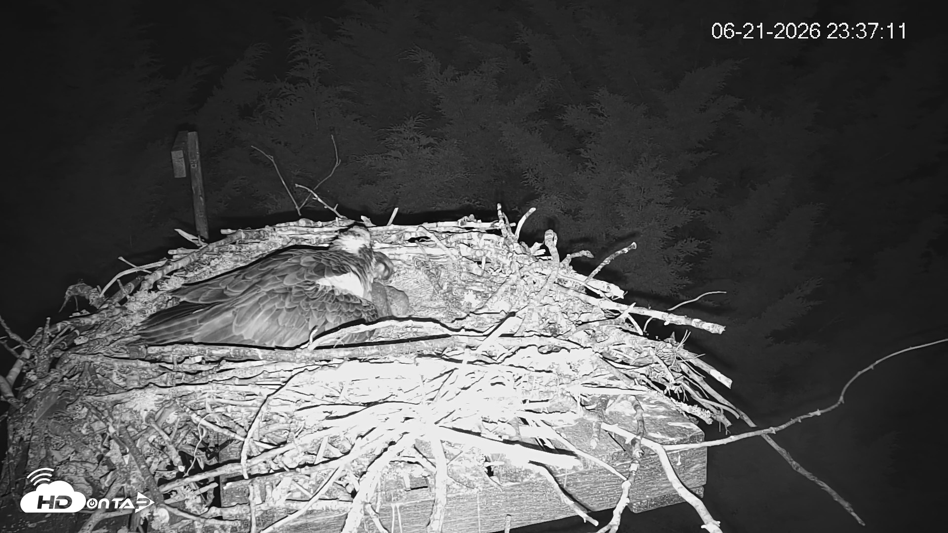 Snapshot of Medina Washington Live Osprey Nest Webcam taken Jun 21, 2026, 11:38pm PDT