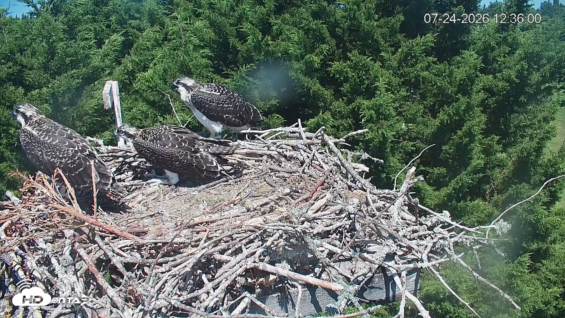 Snapshot of Medina Washington Live Osprey Nest Webcam taken Jul 24, 2026, 12:36pm PDT