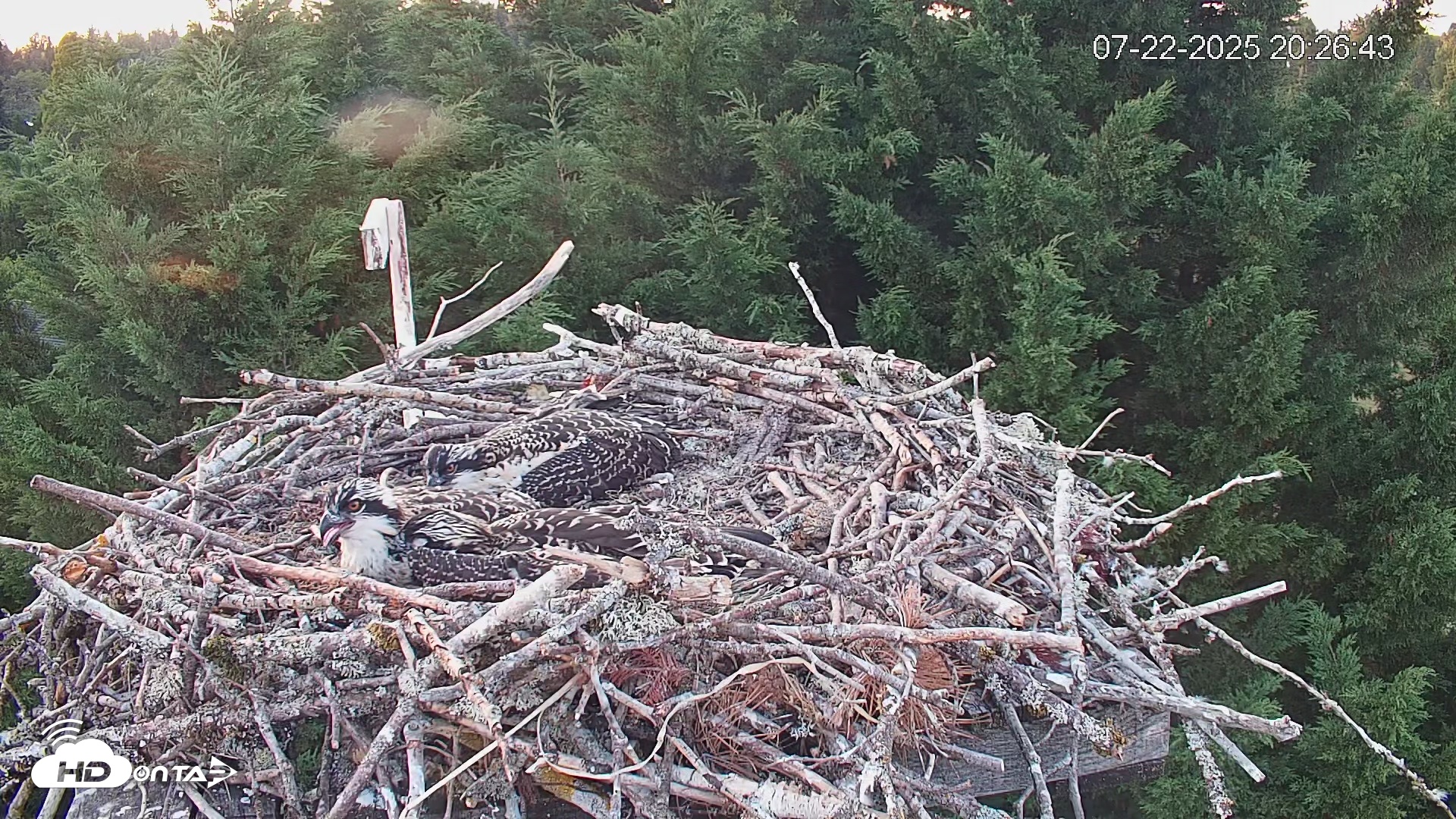Snapshot of Medina Washington Live Osprey Nest Webcam taken Jul 22, 2025, 8:27pm PDT