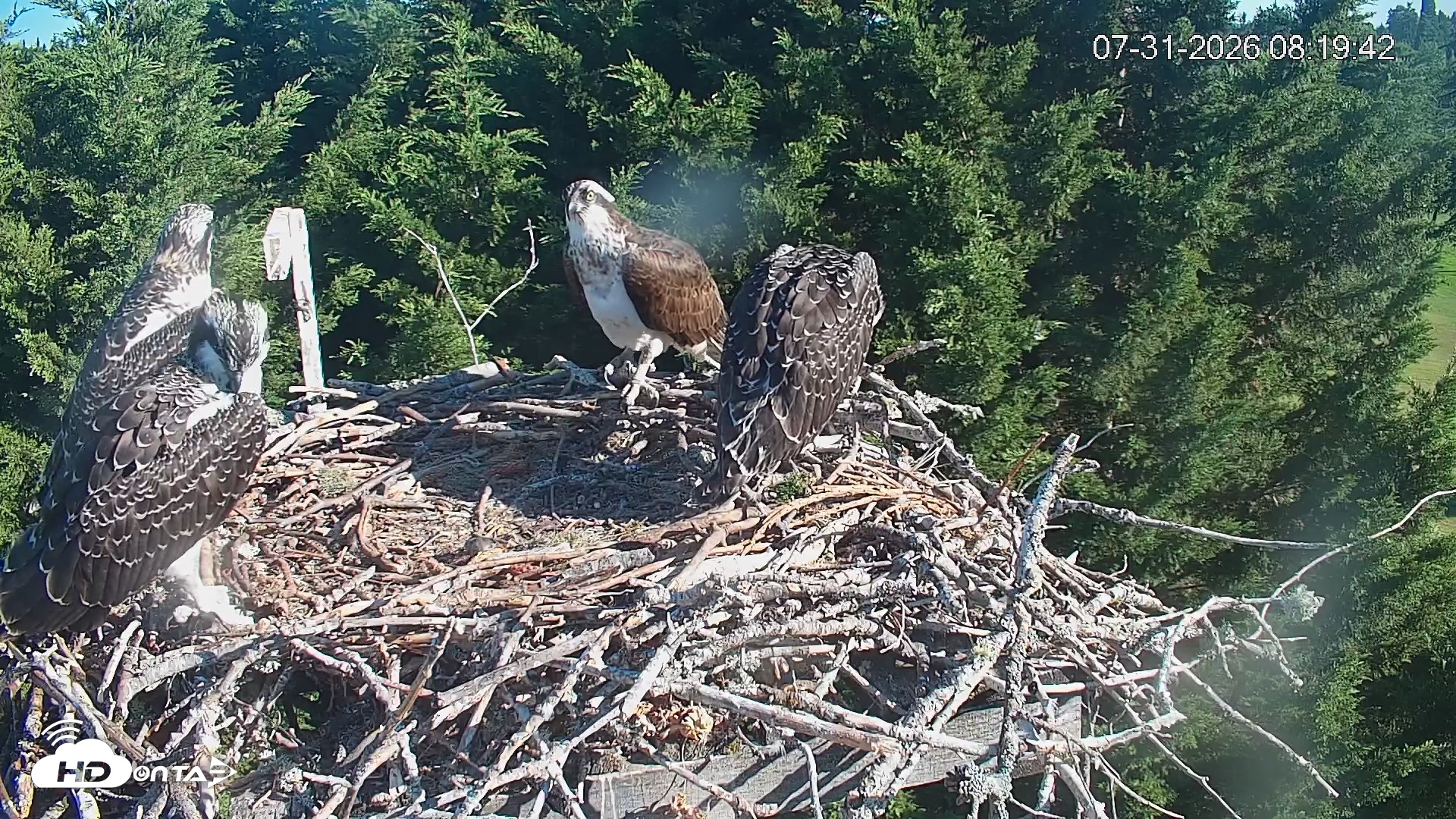 Snapshot of Medina Washington Live Osprey Nest Webcam taken Jul 31, 2026, 8:20am PDT