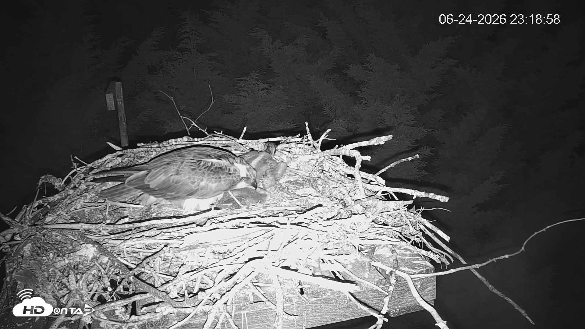 Snapshot of Medina Washington Live Osprey Nest Webcam taken Jun 24, 2026, 11:20pm PDT