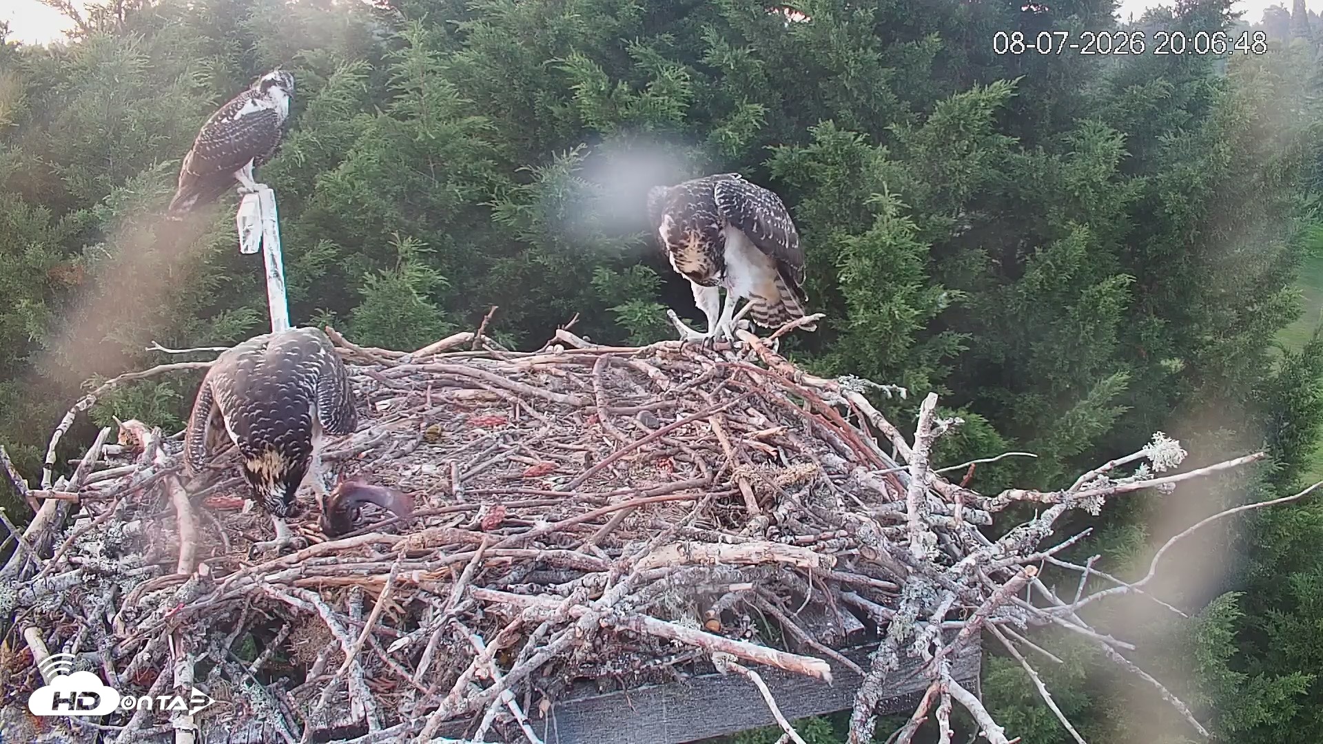 Snapshot of Medina Washington Live Osprey Nest Webcam taken Aug 7, 2026, 8:07pm PDT