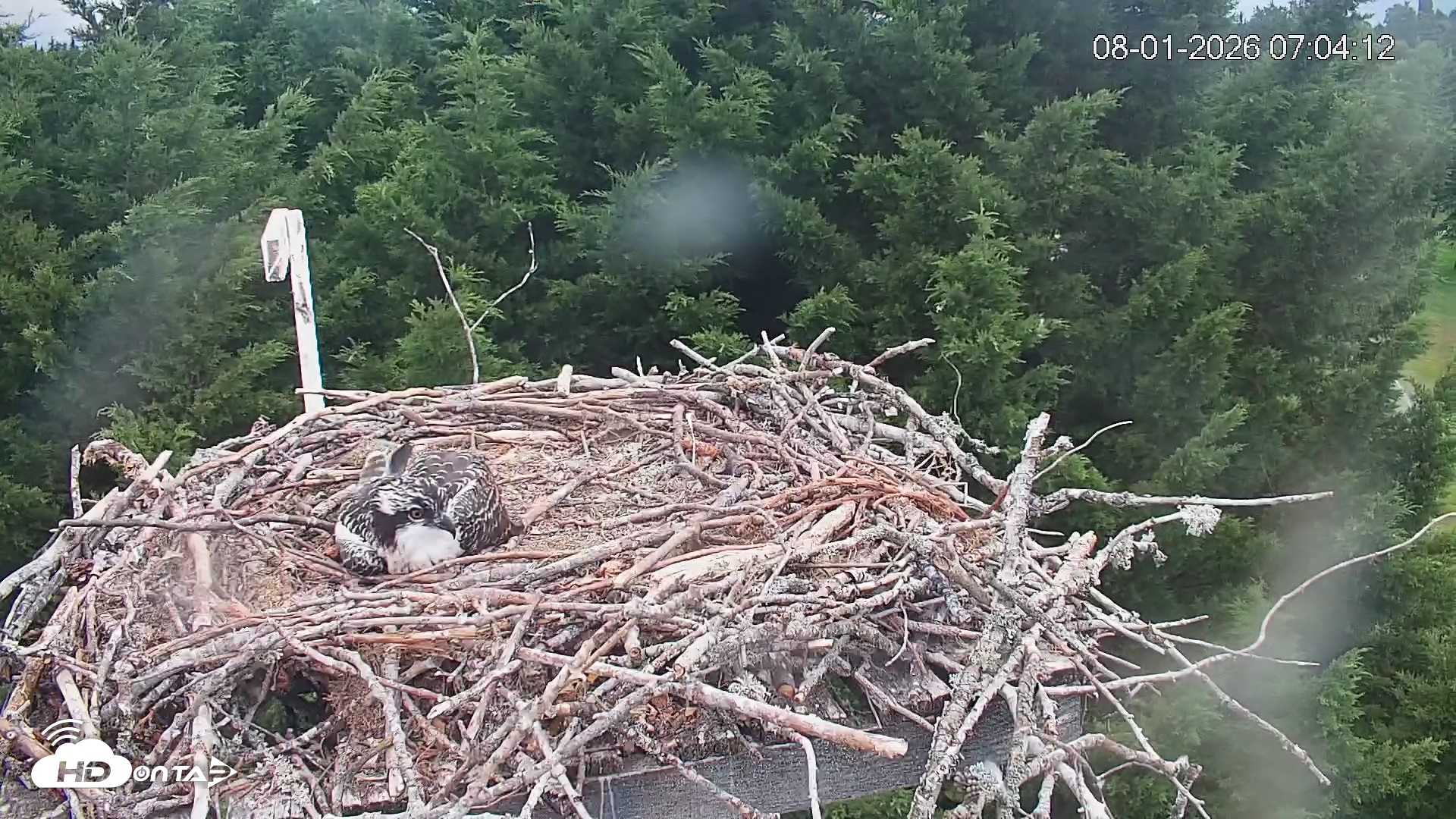 Snapshot of Medina Washington Live Osprey Nest Webcam taken Aug 1, 2026, 7:04am PDT