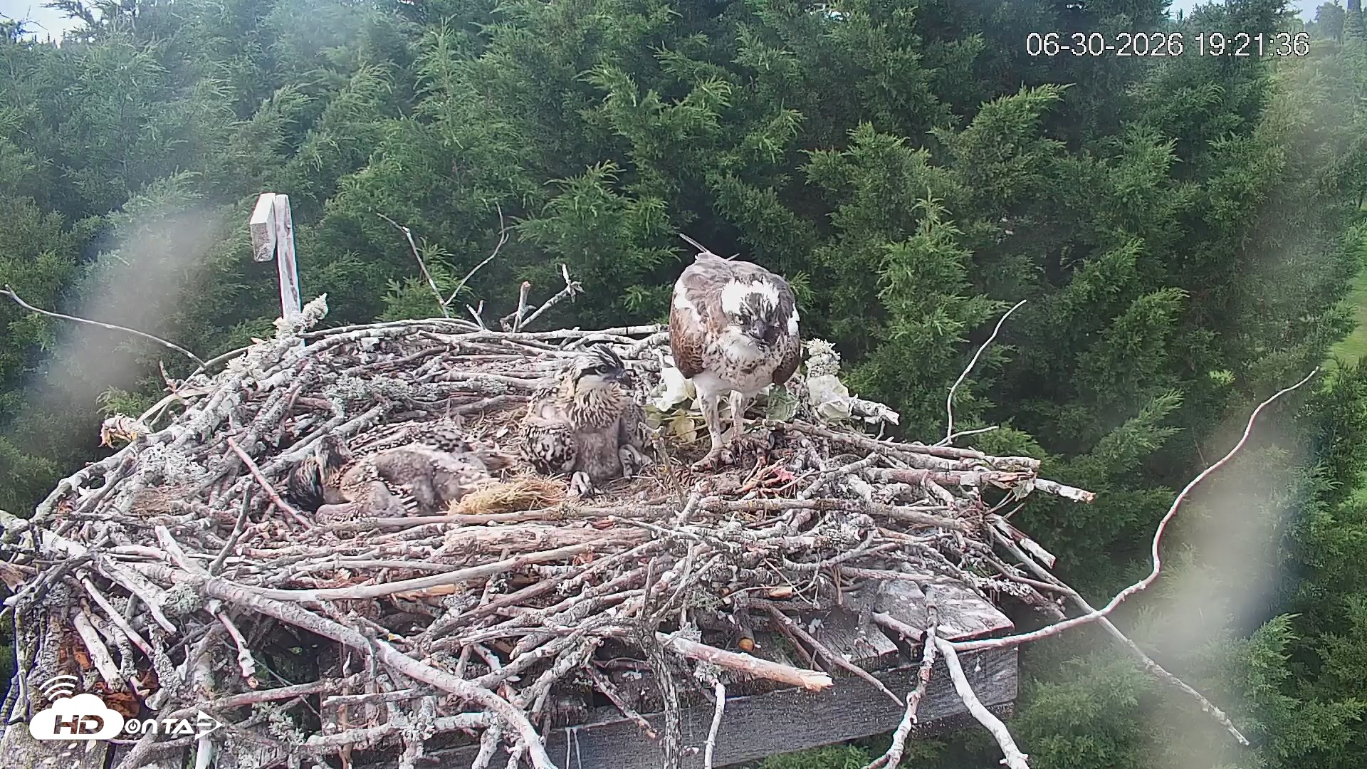 Snapshot of Medina Washington Live Osprey Nest Webcam taken Jun 30, 2026, 7:22pm PDT