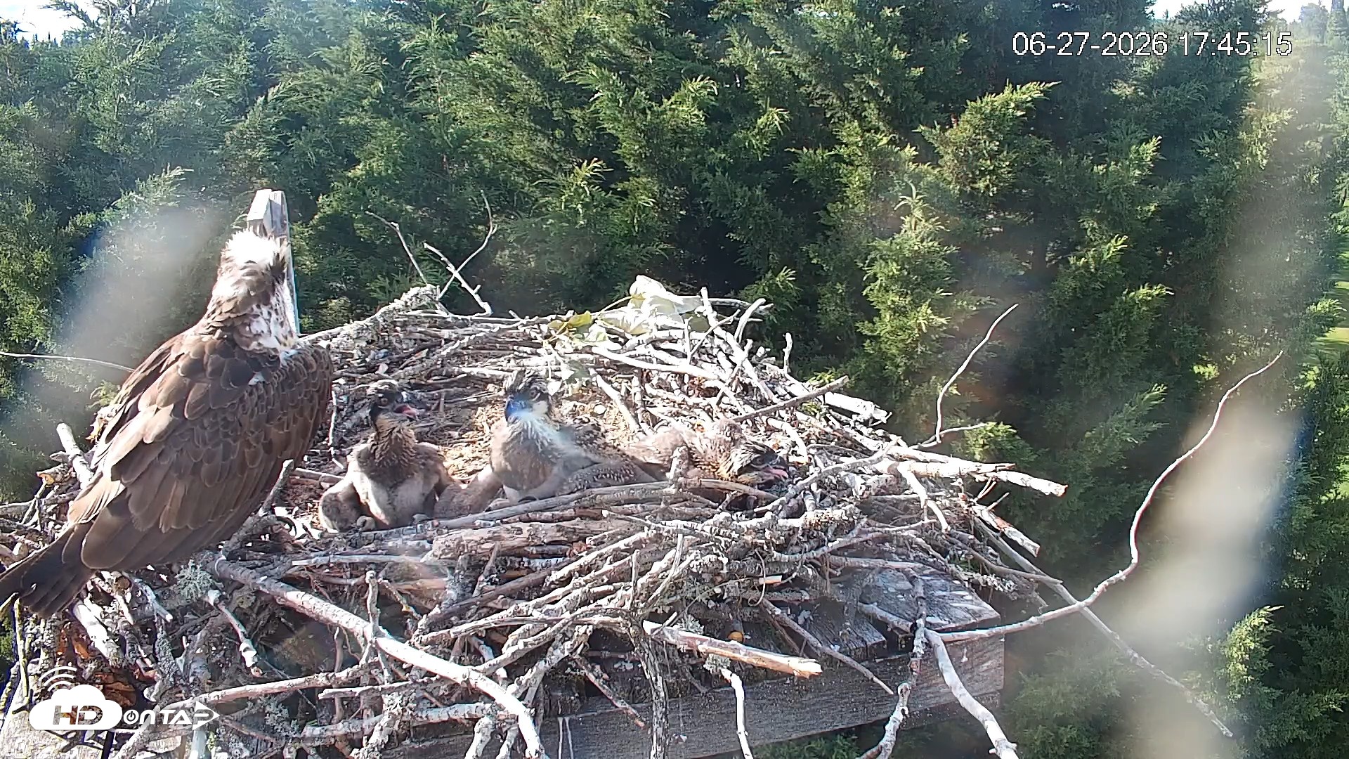Snapshot of Medina Washington Live Osprey Nest Webcam taken Jun 27, 2026, 5:46pm PDT