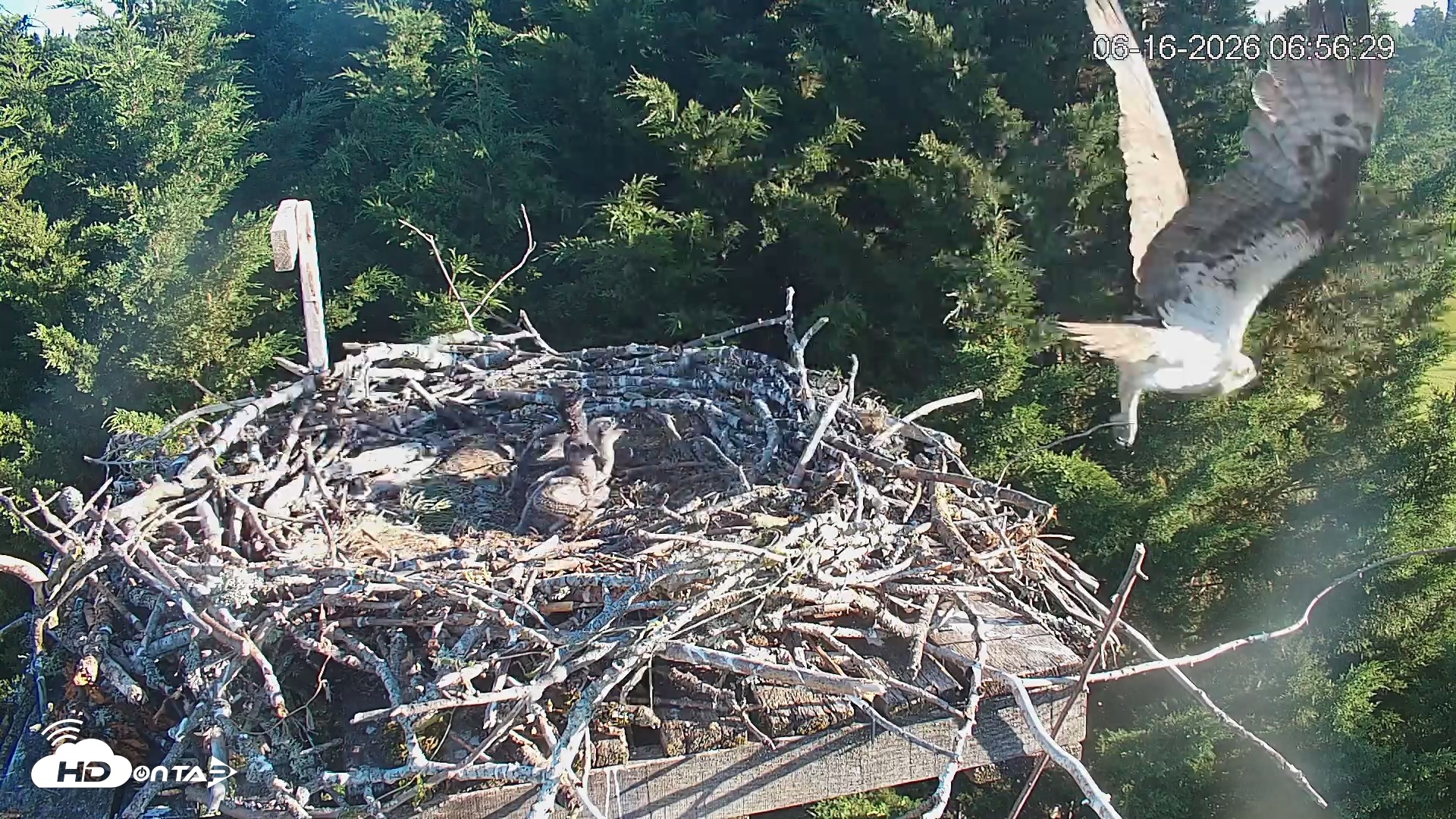 Snapshot of Medina Washington Live Osprey Nest Webcam taken Jun 16, 2026, 6:57am PDT