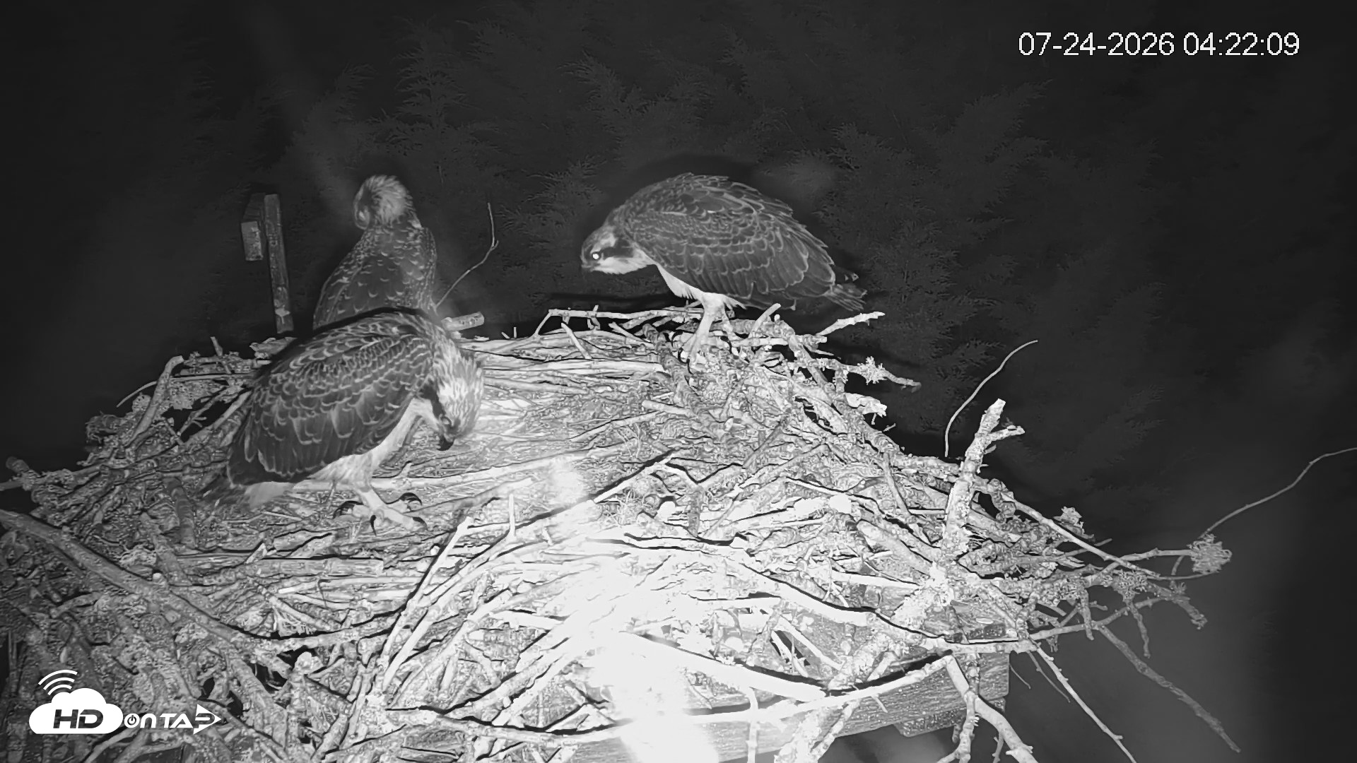 Snapshot of Medina Washington Live Osprey Nest Webcam taken Jul 24, 2026, 4:22am PDT