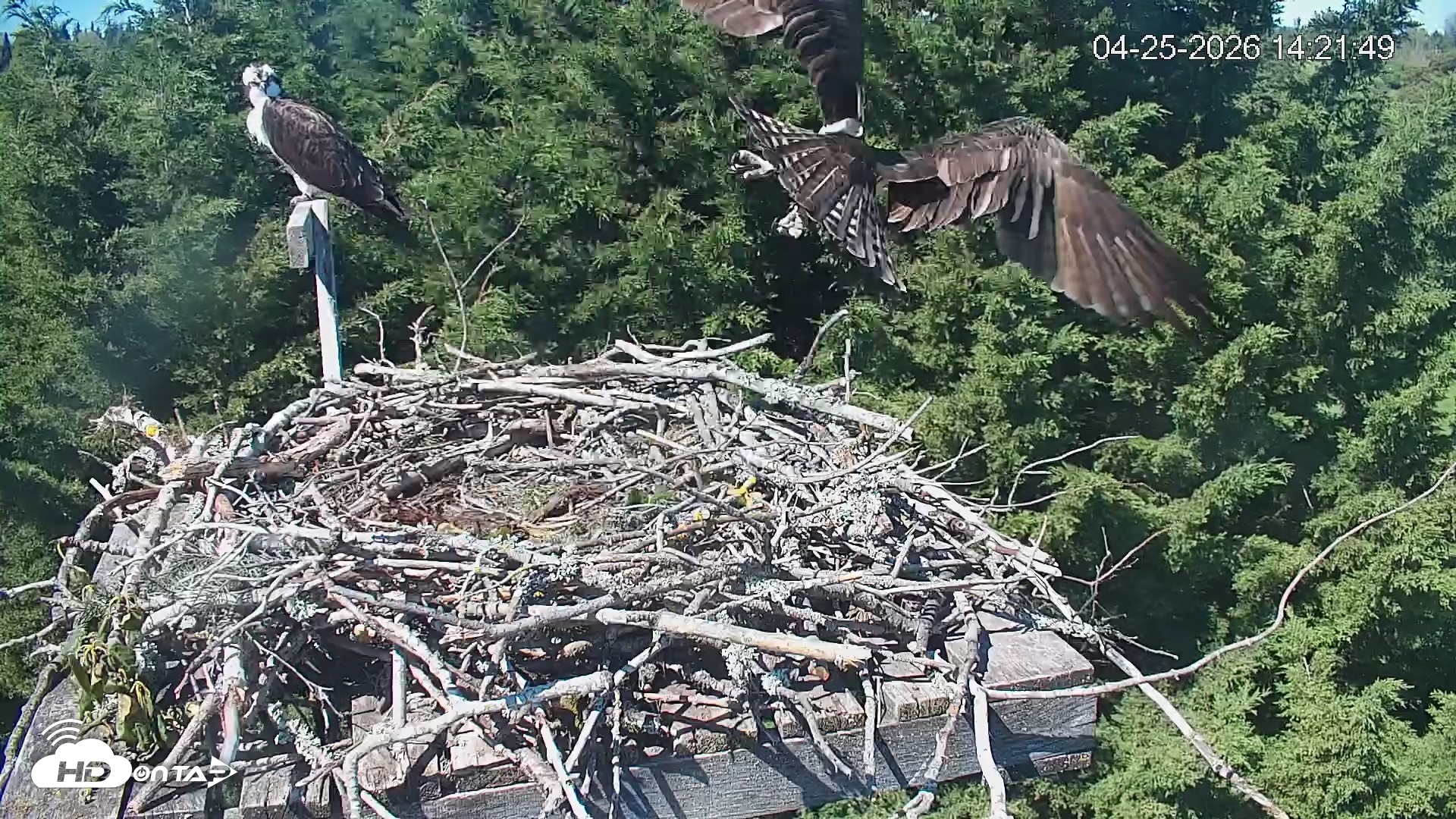 Snapshot of Medina Washington Live Osprey Nest Webcam taken Apr 25, 2026, 2:22pm PDT