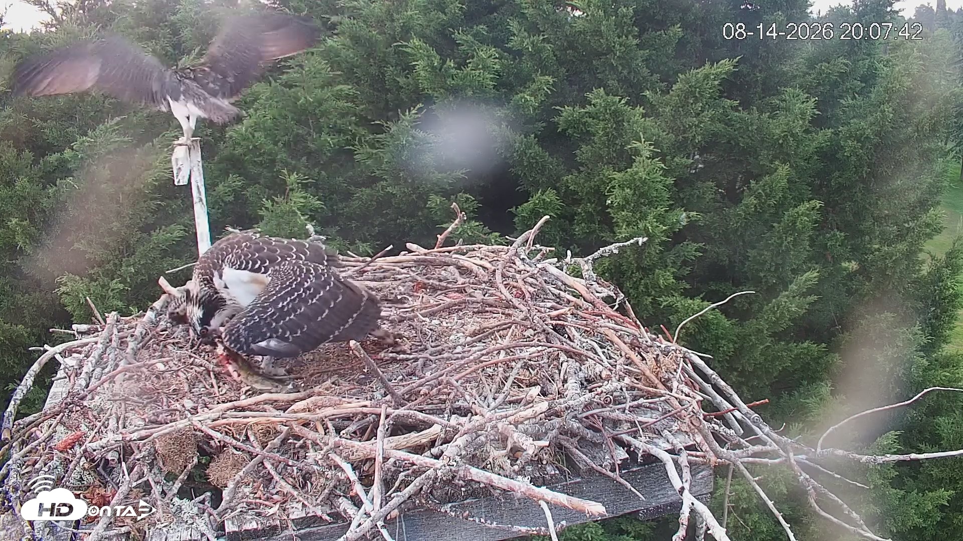 Snapshot of Medina Washington Live Osprey Nest Webcam taken Aug 14, 2026, 8:08pm PDT