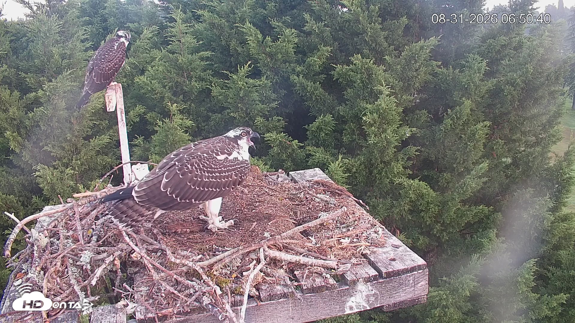 Snapshot of Medina Washington Live Osprey Nest Webcam taken Aug 31, 2026, 6:51am PDT