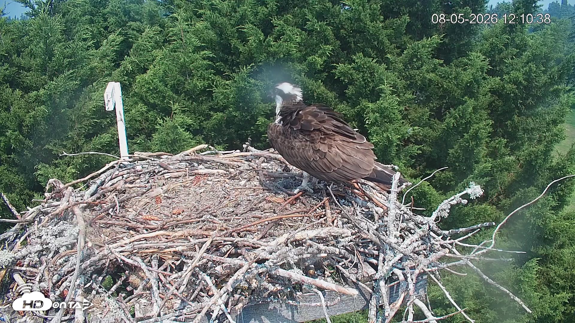 Snapshot of Medina Washington Live Osprey Nest Webcam taken Aug 5, 2026, 12:11pm PDT