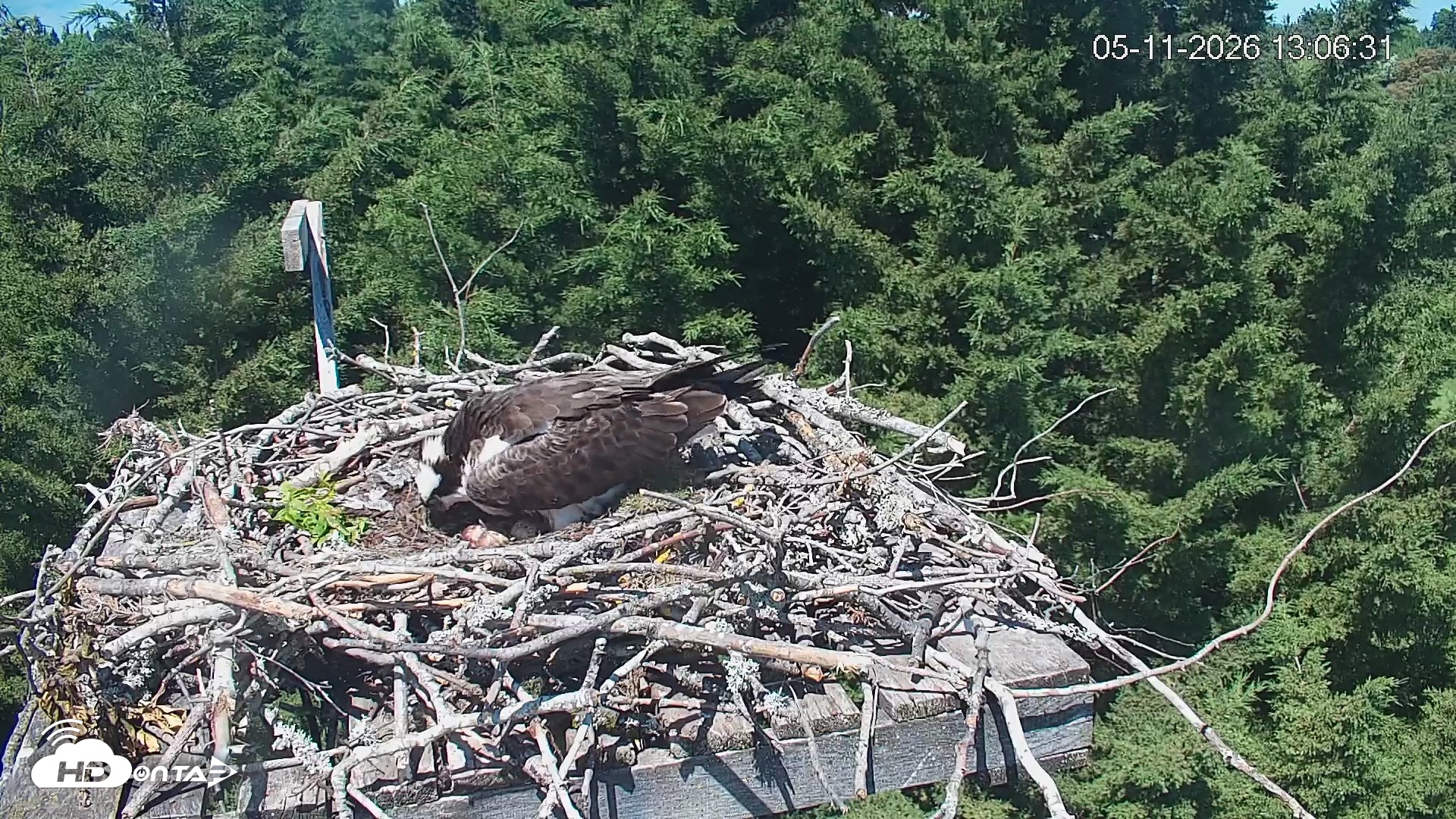 Snapshot of Medina Washington Live Osprey Nest Webcam taken May 11, 2026, 1:07pm PDT