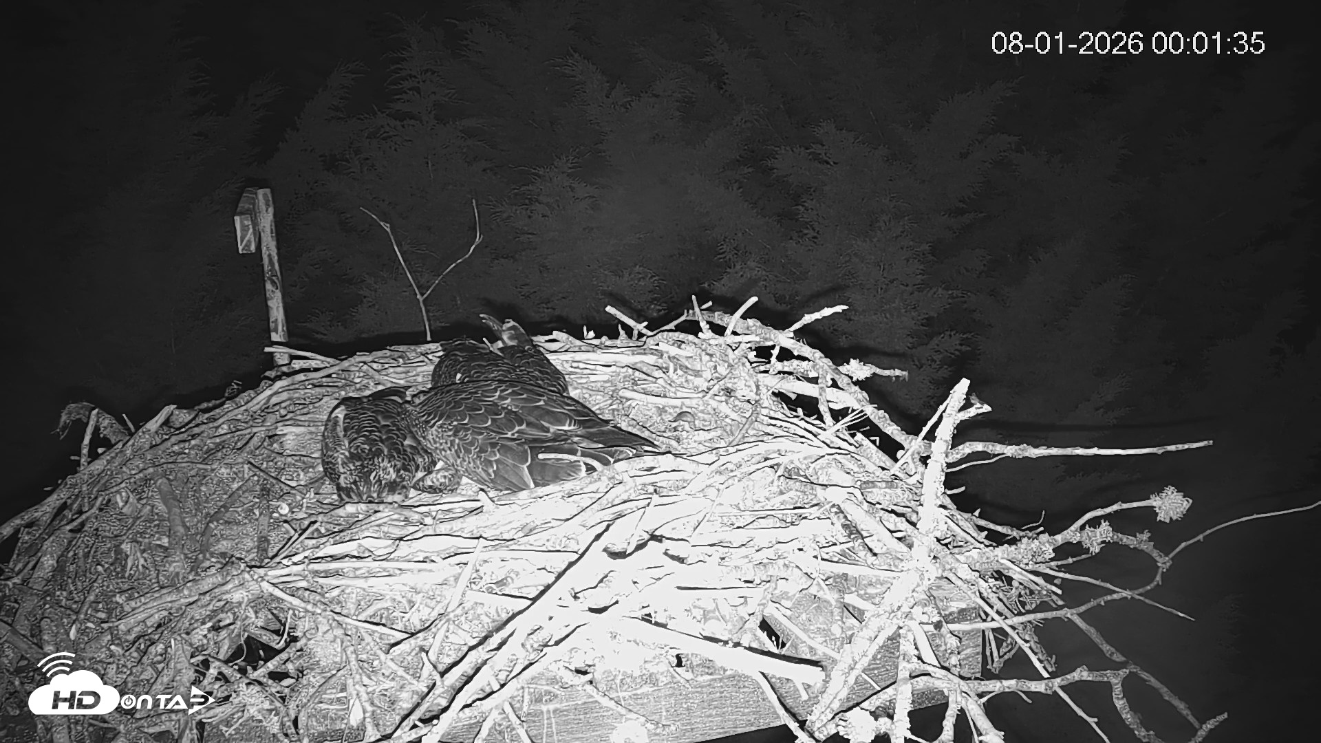Snapshot of Medina Washington Live Osprey Nest Webcam taken Aug 1, 2026, 12:02am PDT