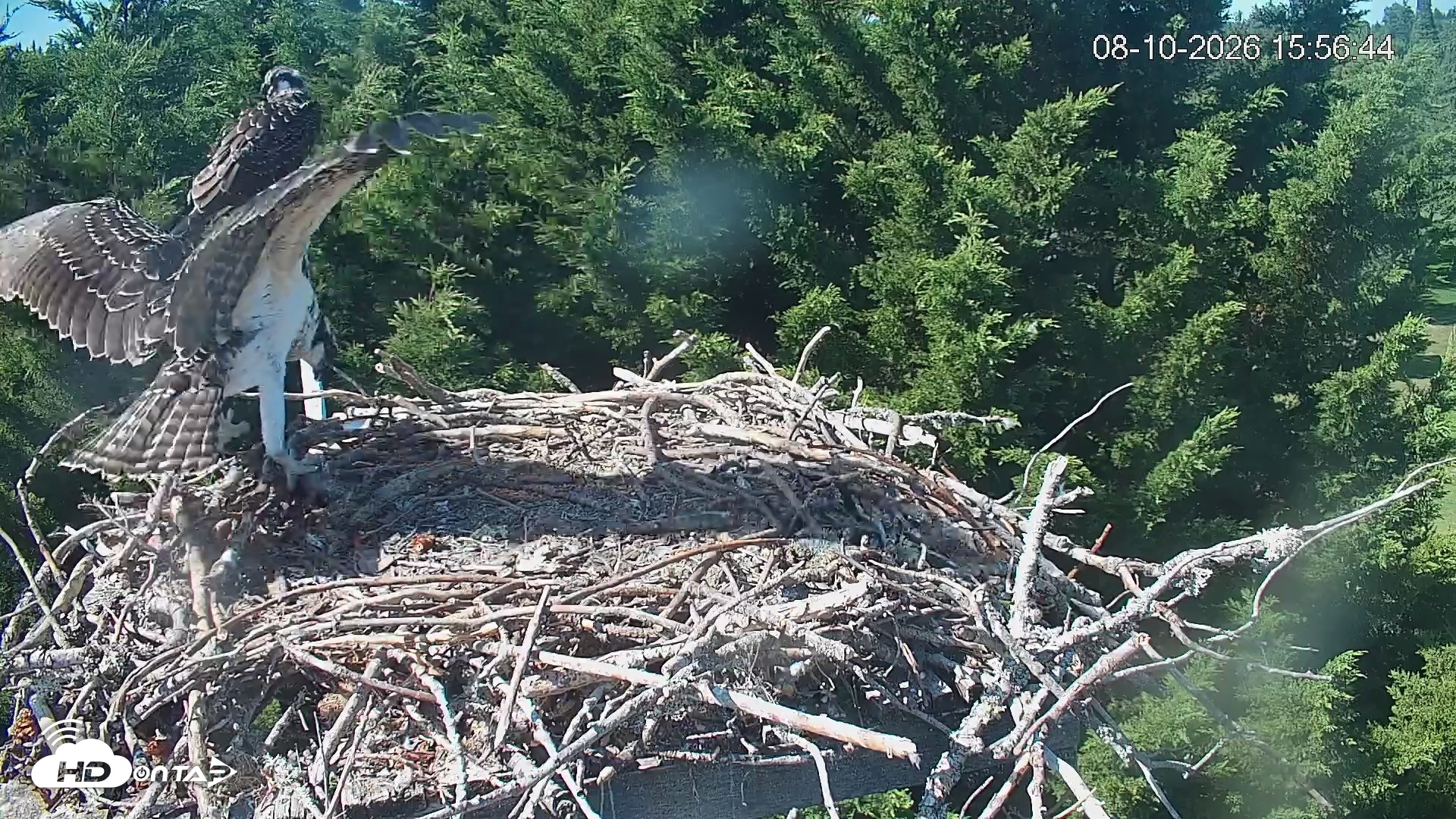 Snapshot of Medina Washington Live Osprey Nest Webcam taken Aug 10, 2026, 3:57pm PDT