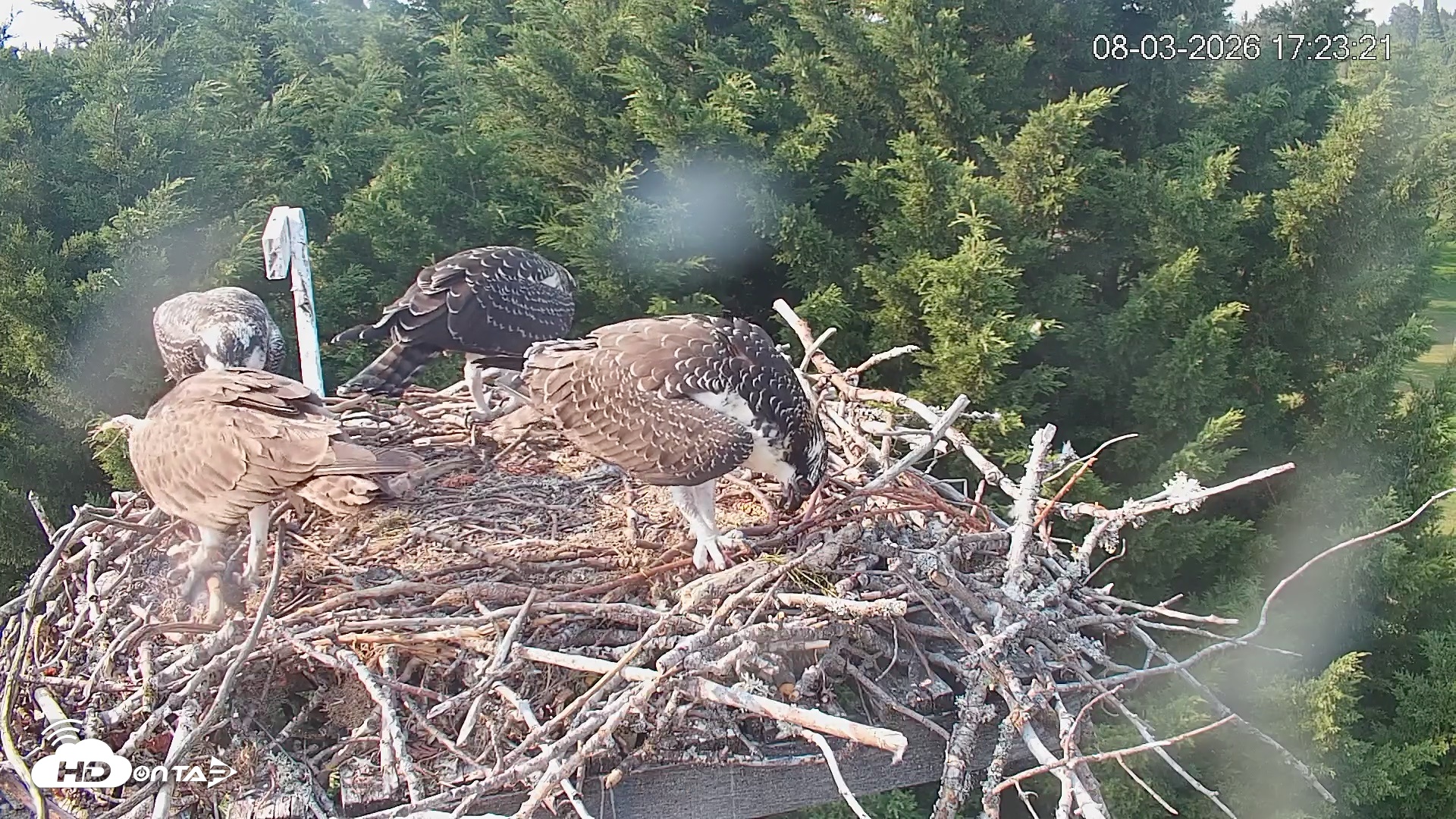 Snapshot of Medina Washington Live Osprey Nest Webcam taken Aug 3, 2026, 5:24pm PDT
