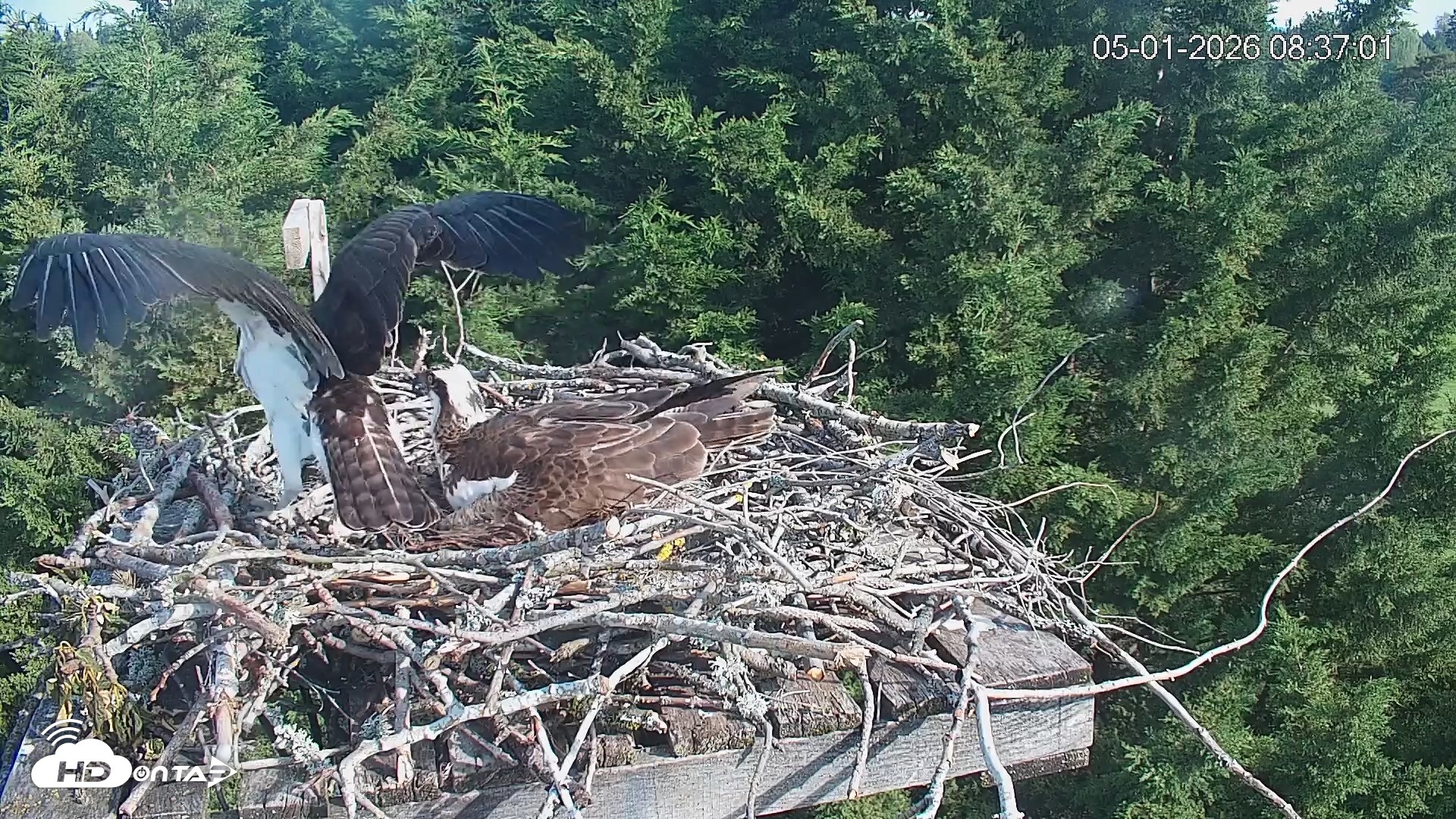 Snapshot of Medina Washington Live Osprey Nest Webcam taken May 1, 2026, 8:37am PDT