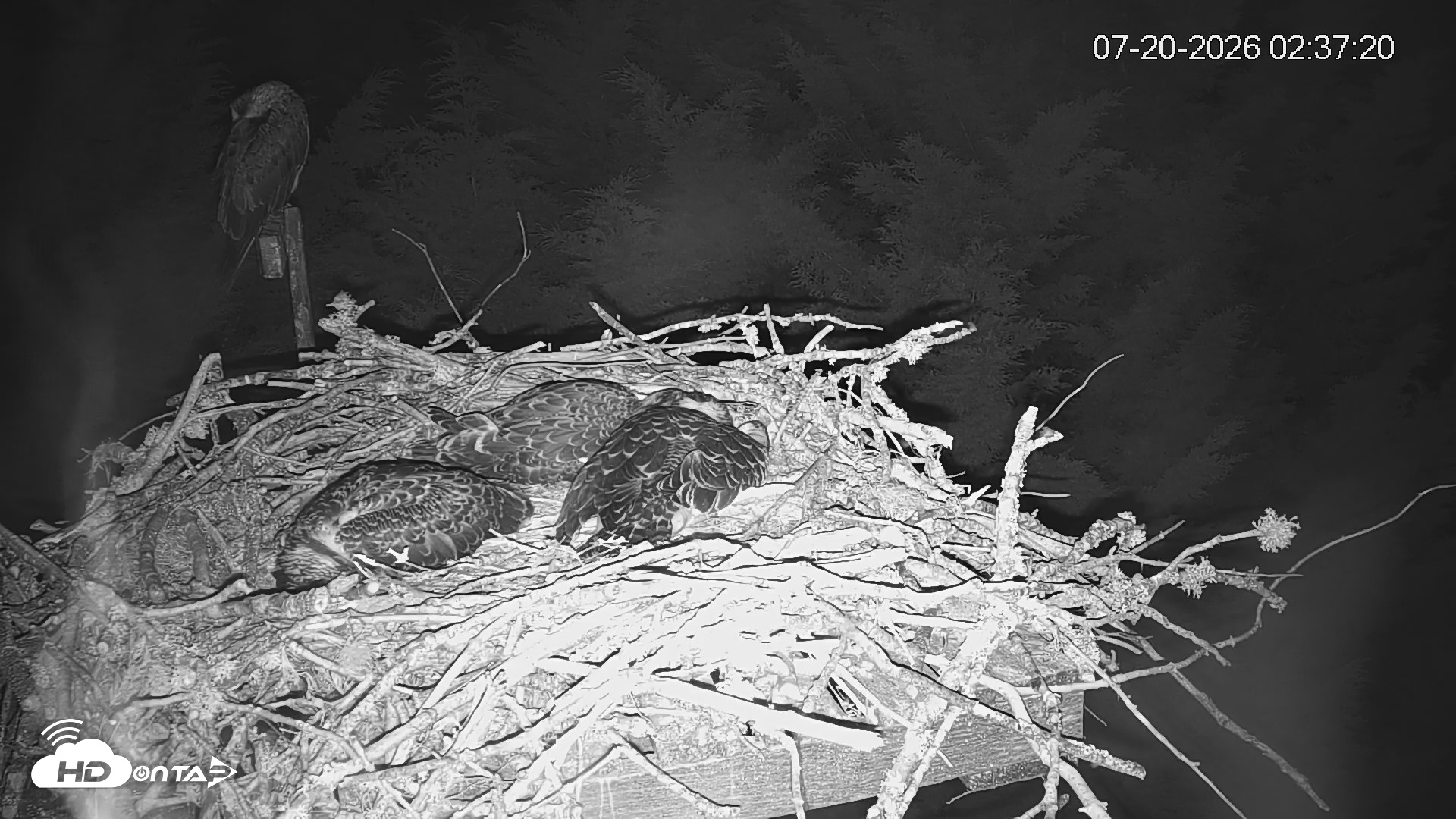 Snapshot of Medina Washington Live Osprey Nest Webcam taken Jul 20, 2026, 2:38am PDT