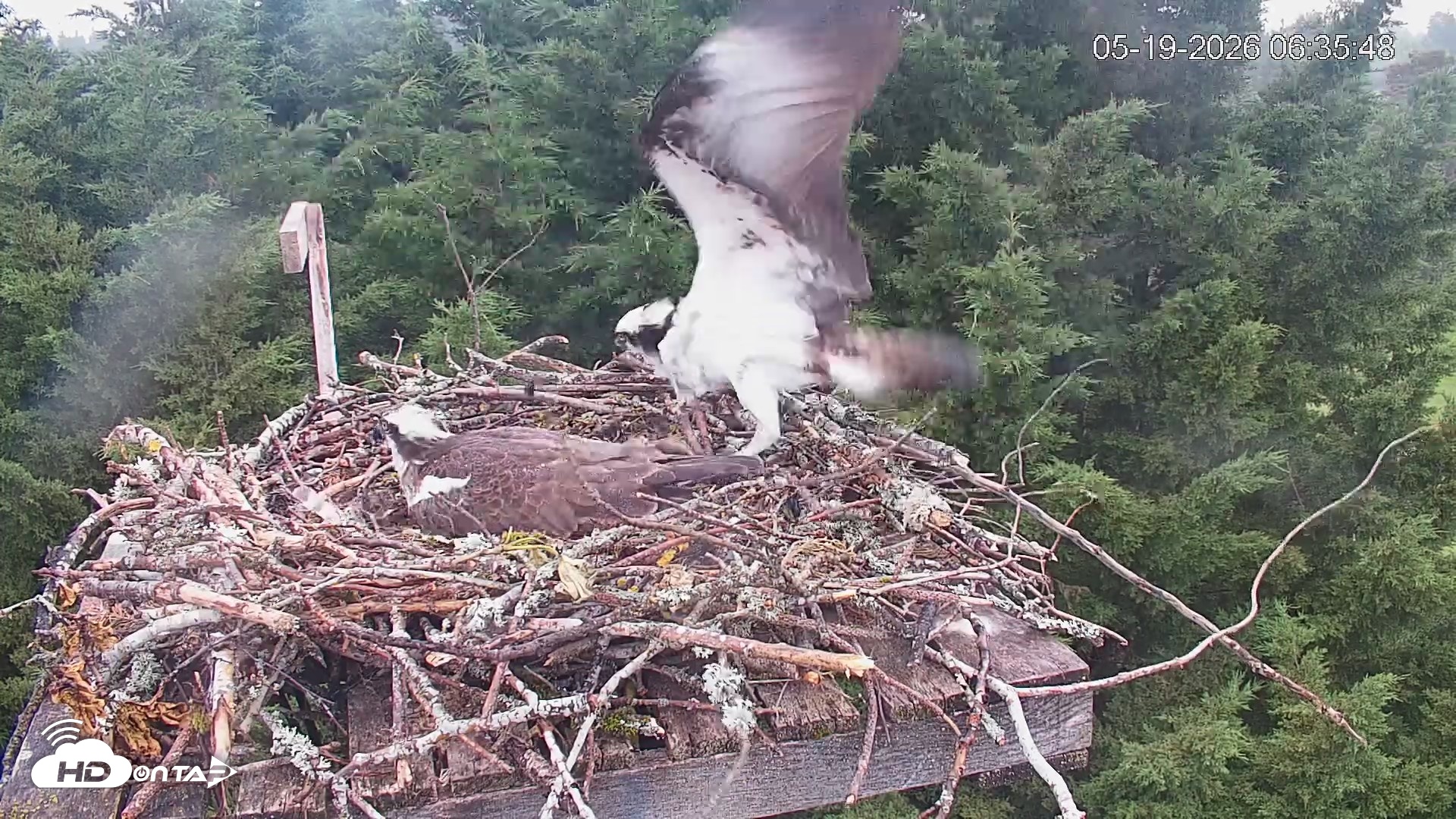 Snapshot of Medina Washington Live Osprey Nest Webcam taken May 19, 2026, 6:36am PDT