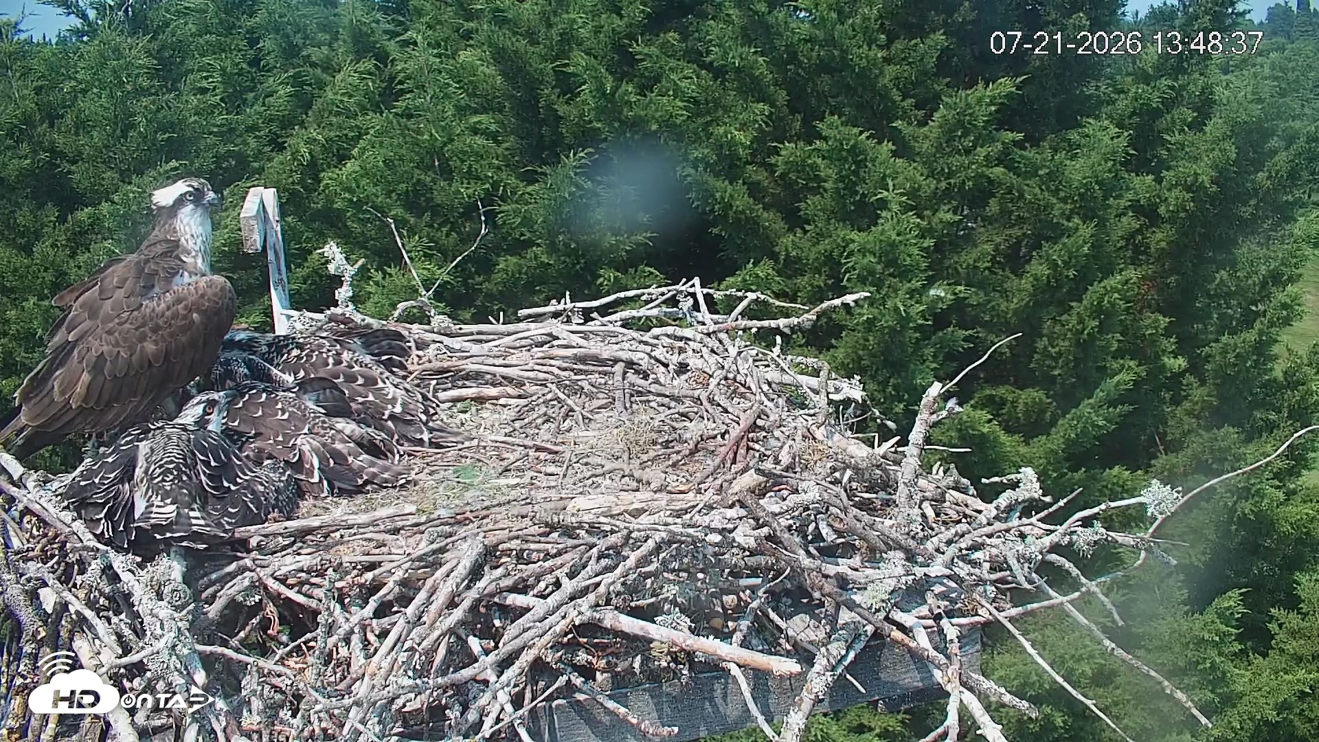 Snapshot of Medina Washington Live Osprey Nest Webcam taken Jul 21, 2026, 1:50pm PDT