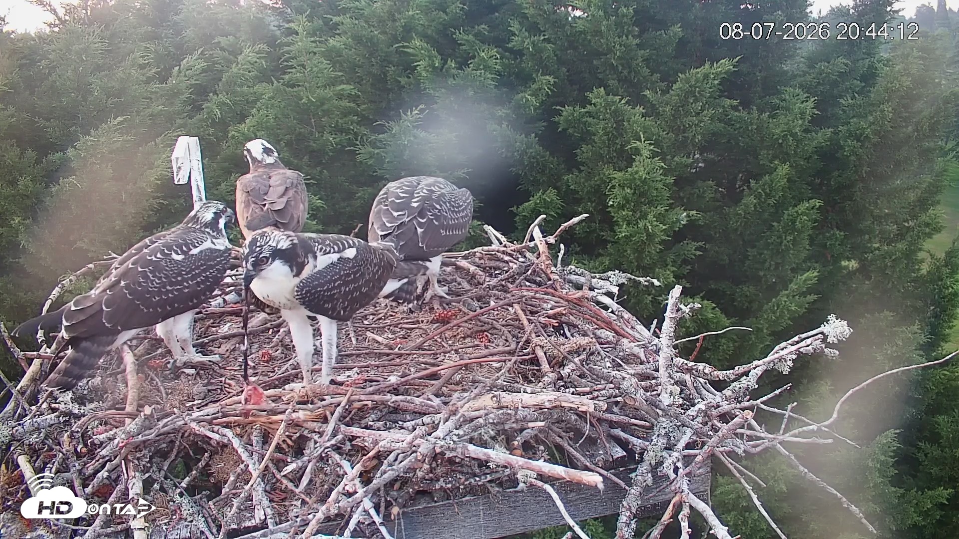 Snapshot of Medina Washington Live Osprey Nest Webcam taken Aug 7, 2026, 8:44pm PDT