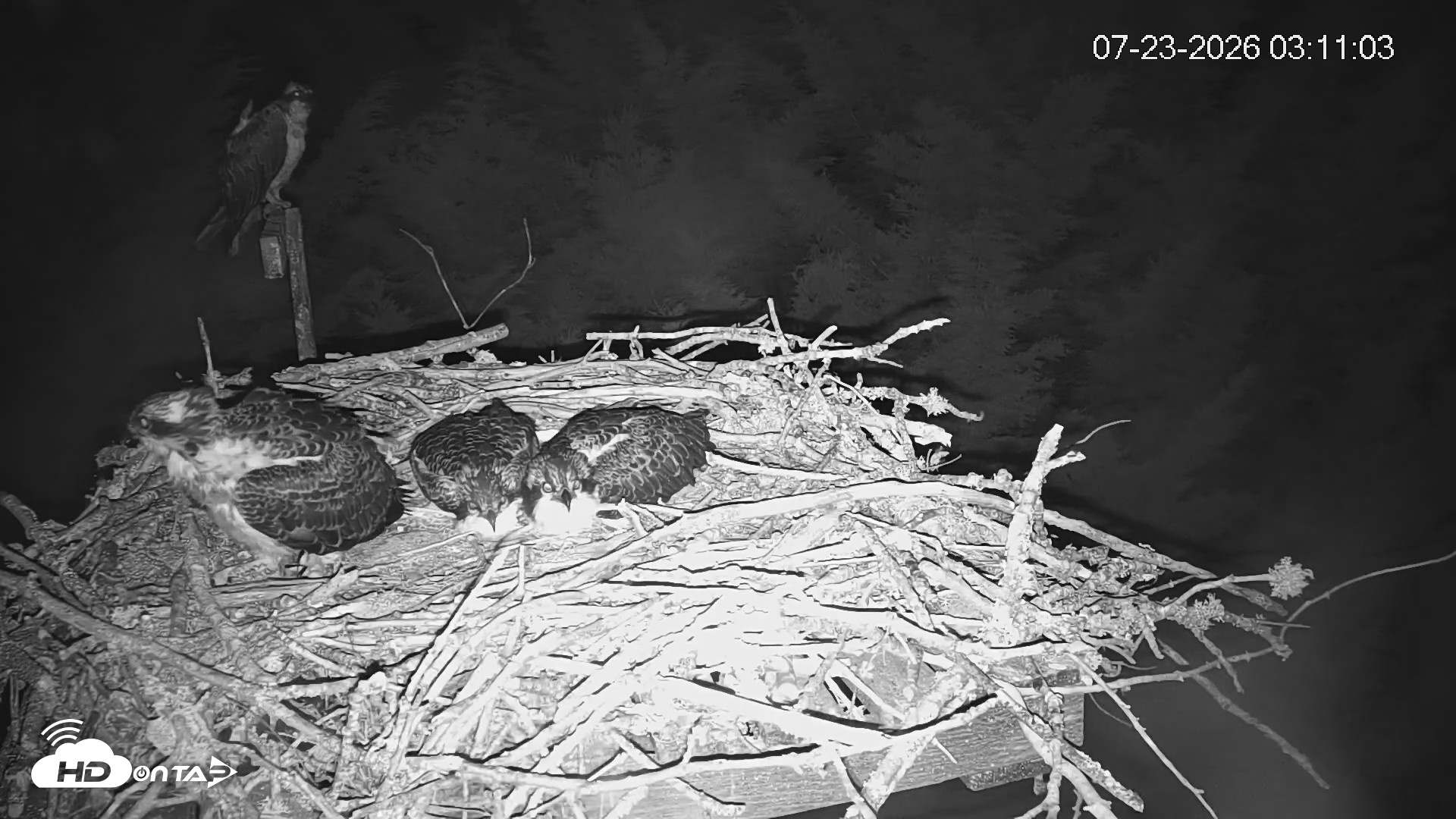 Snapshot of Medina Washington Live Osprey Nest Webcam taken Jul 23, 2026, 3:11am PDT