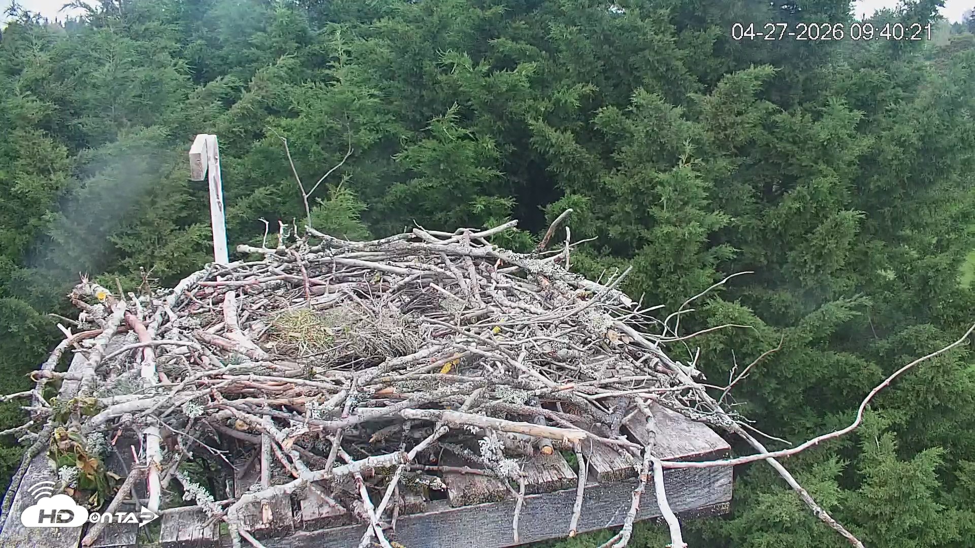 Snapshot of Medina Washington Live Osprey Nest Webcam taken Apr 27, 2026, 9:41am PDT