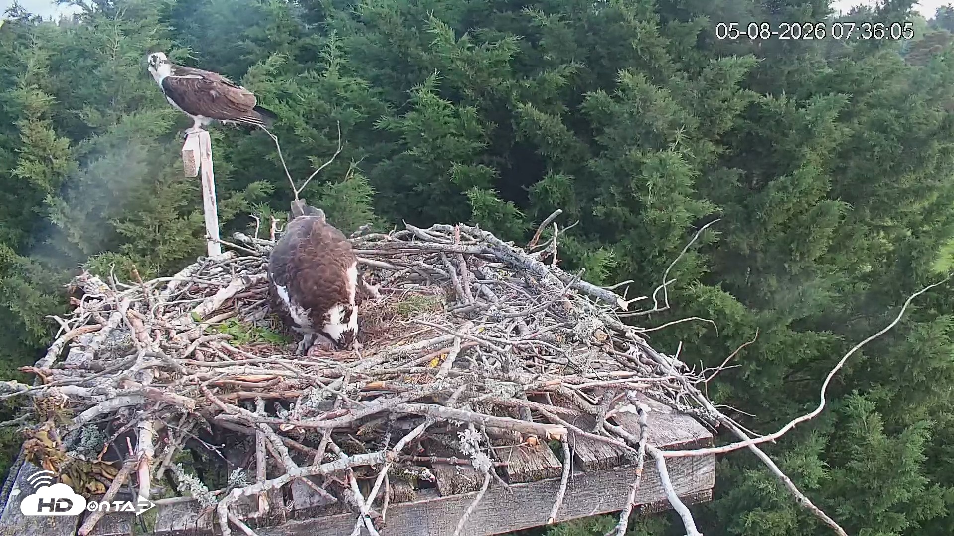 Snapshot of Medina Washington Live Osprey Nest Webcam taken May 8, 2026, 7:36am PDT