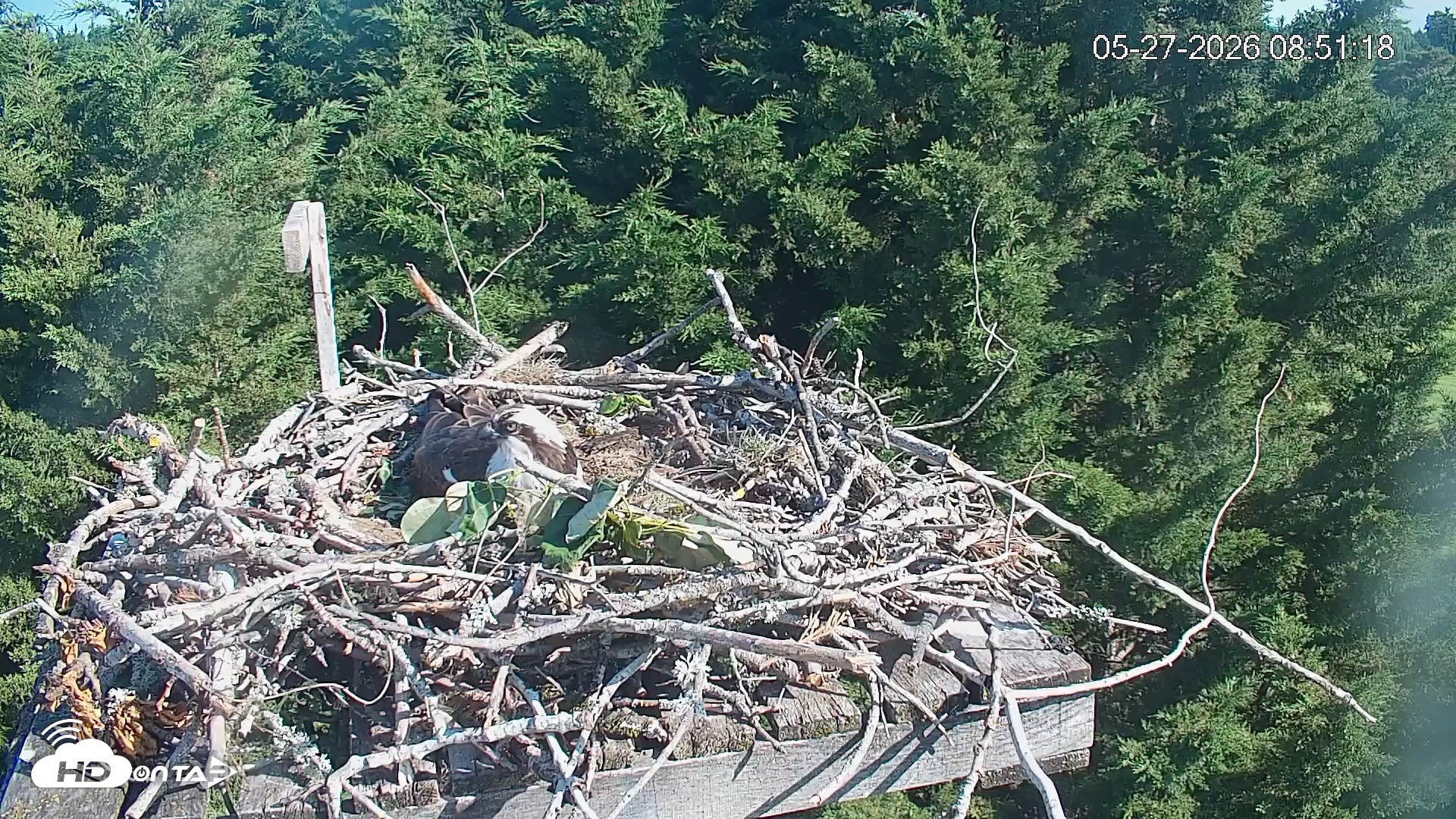 Snapshot of Medina Washington Live Osprey Nest Webcam taken May 27, 2026, 8:52am PDT