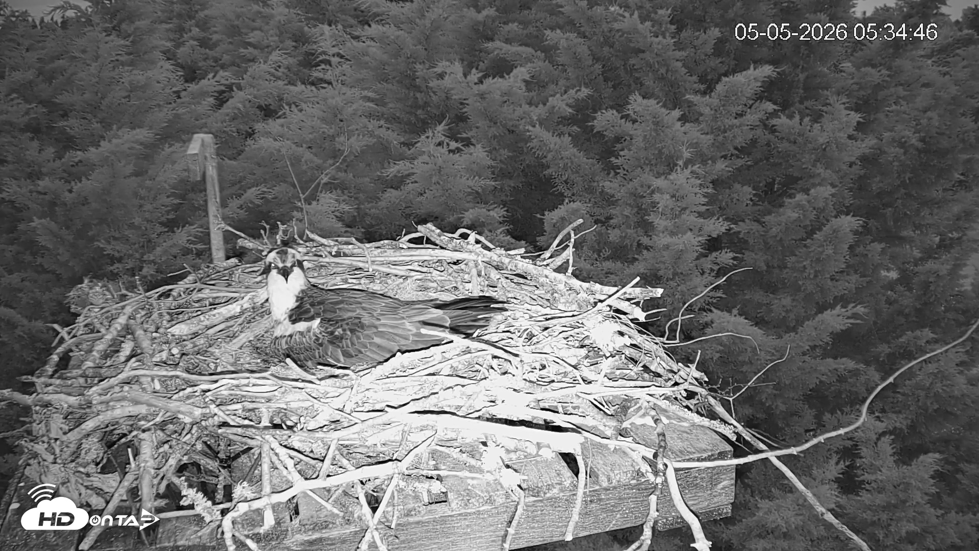 Snapshot of Medina Washington Live Osprey Nest Webcam taken May 5, 2026, 5:35am PDT