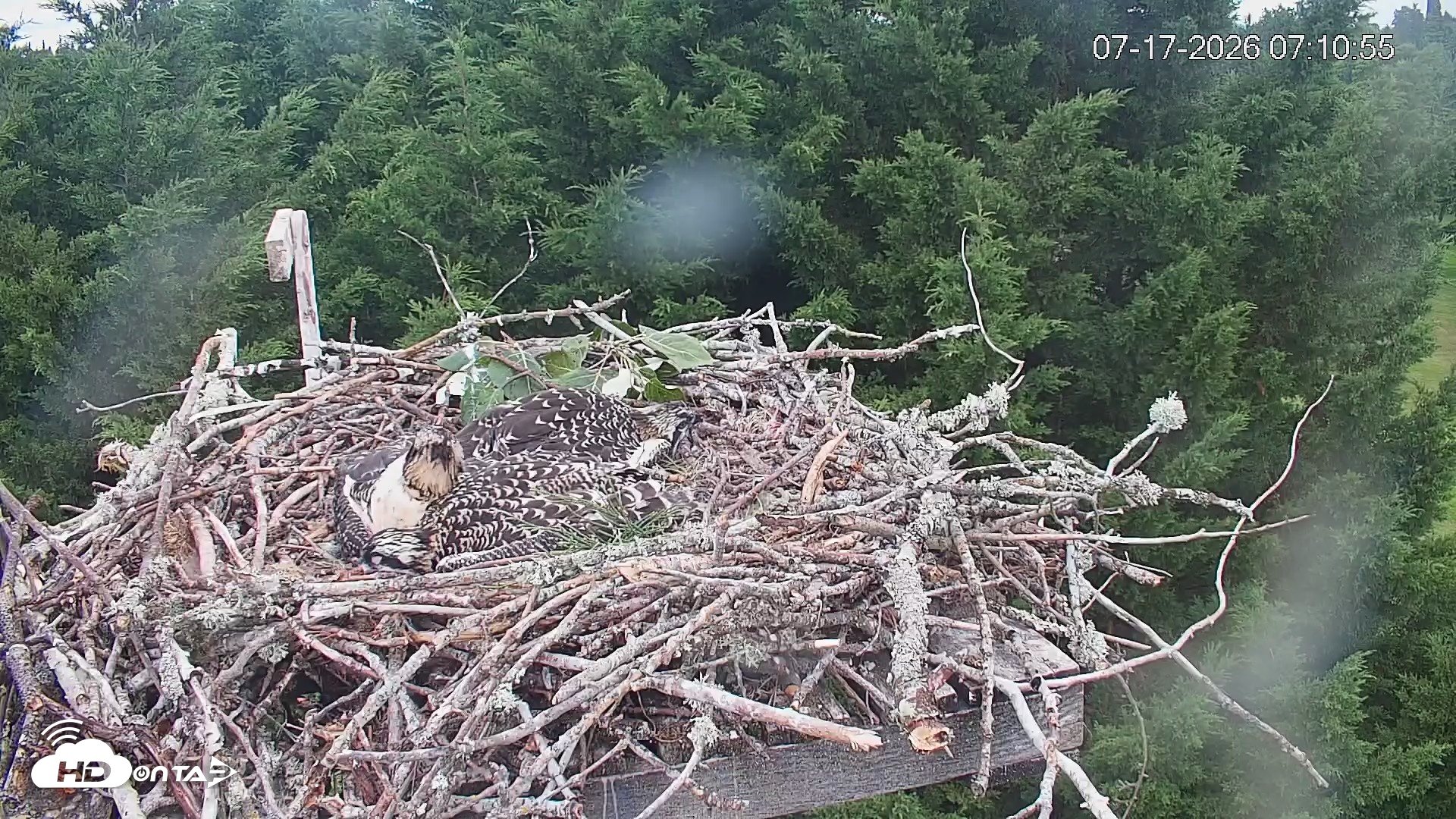 Snapshot of Medina Washington Live Osprey Nest Webcam taken Jul 17, 2026, 7:11am PDT