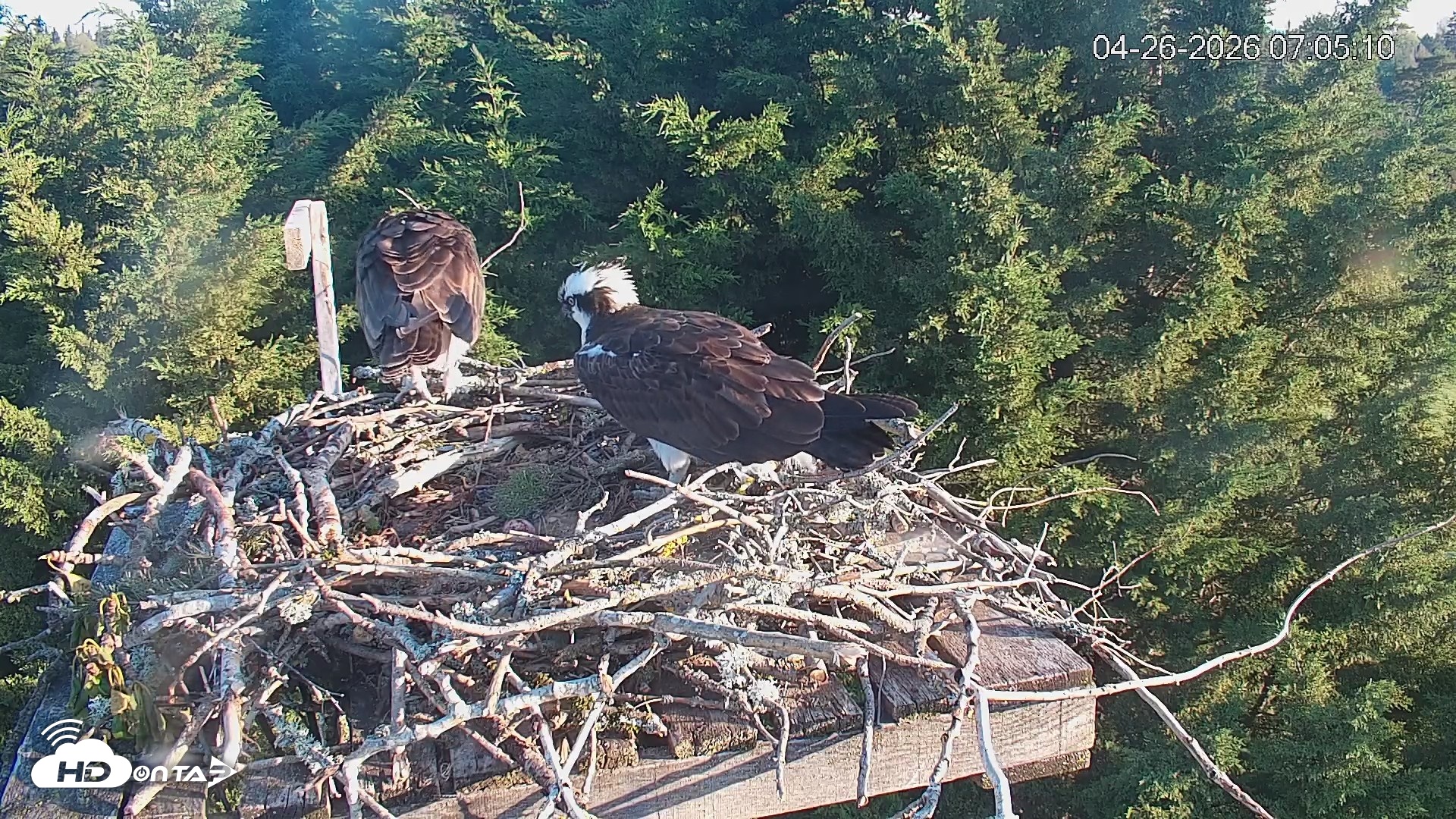 Snapshot of Medina Washington Live Osprey Nest Webcam taken Apr 26, 2026, 7:06am PDT