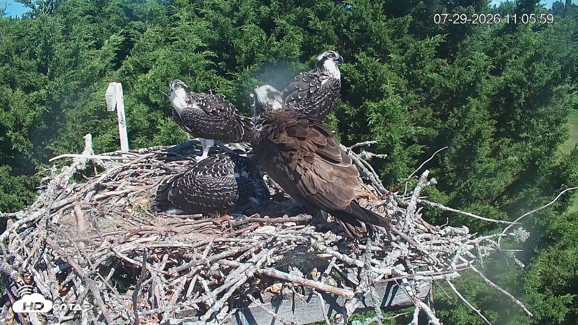 Snapshot of Medina Washington Live Osprey Nest Webcam taken Jul 29, 2026, 11:06am PDT