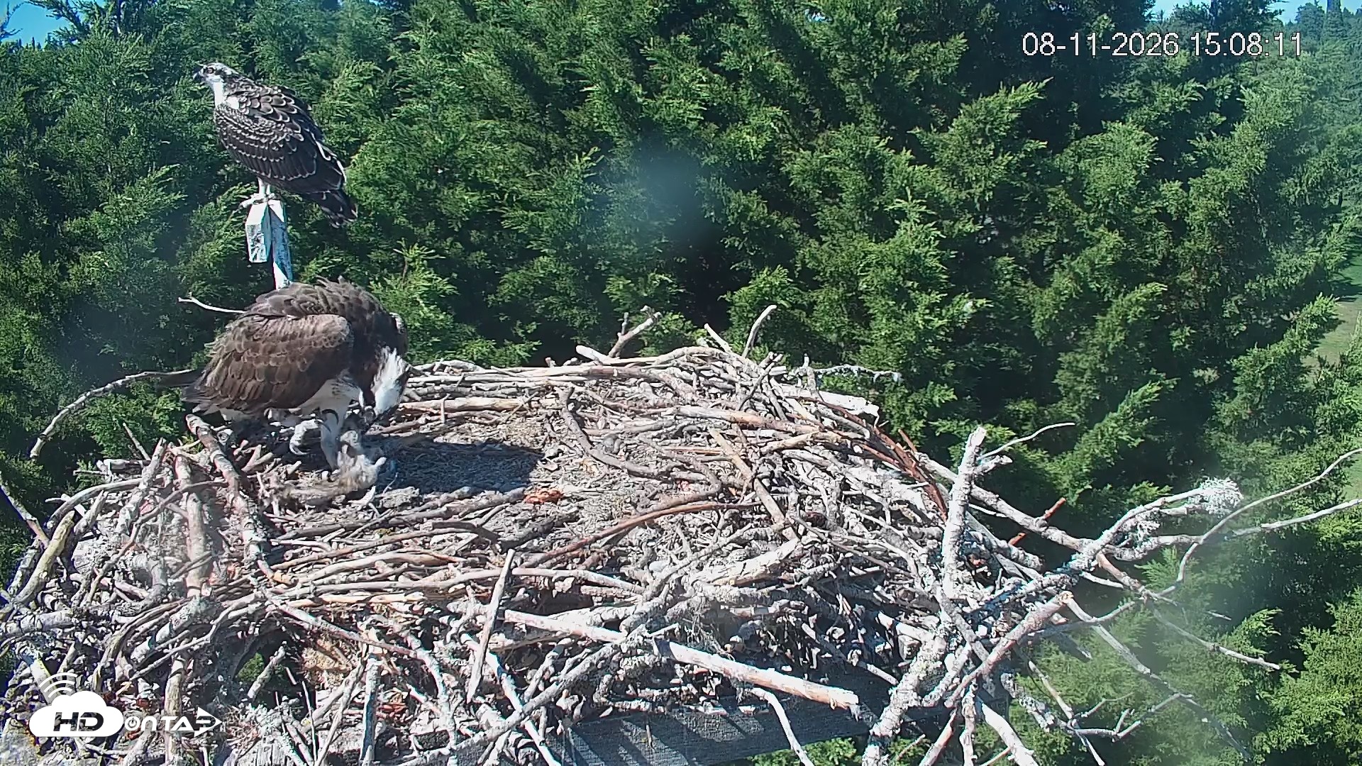 Snapshot of Medina Washington Live Osprey Nest Webcam taken Aug 11, 2026, 3:08pm PDT