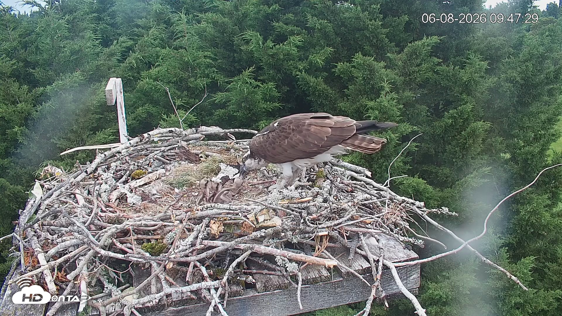 Snapshot of Medina Washington Live Osprey Nest Webcam taken Jun 8, 2026, 9:48am PDT