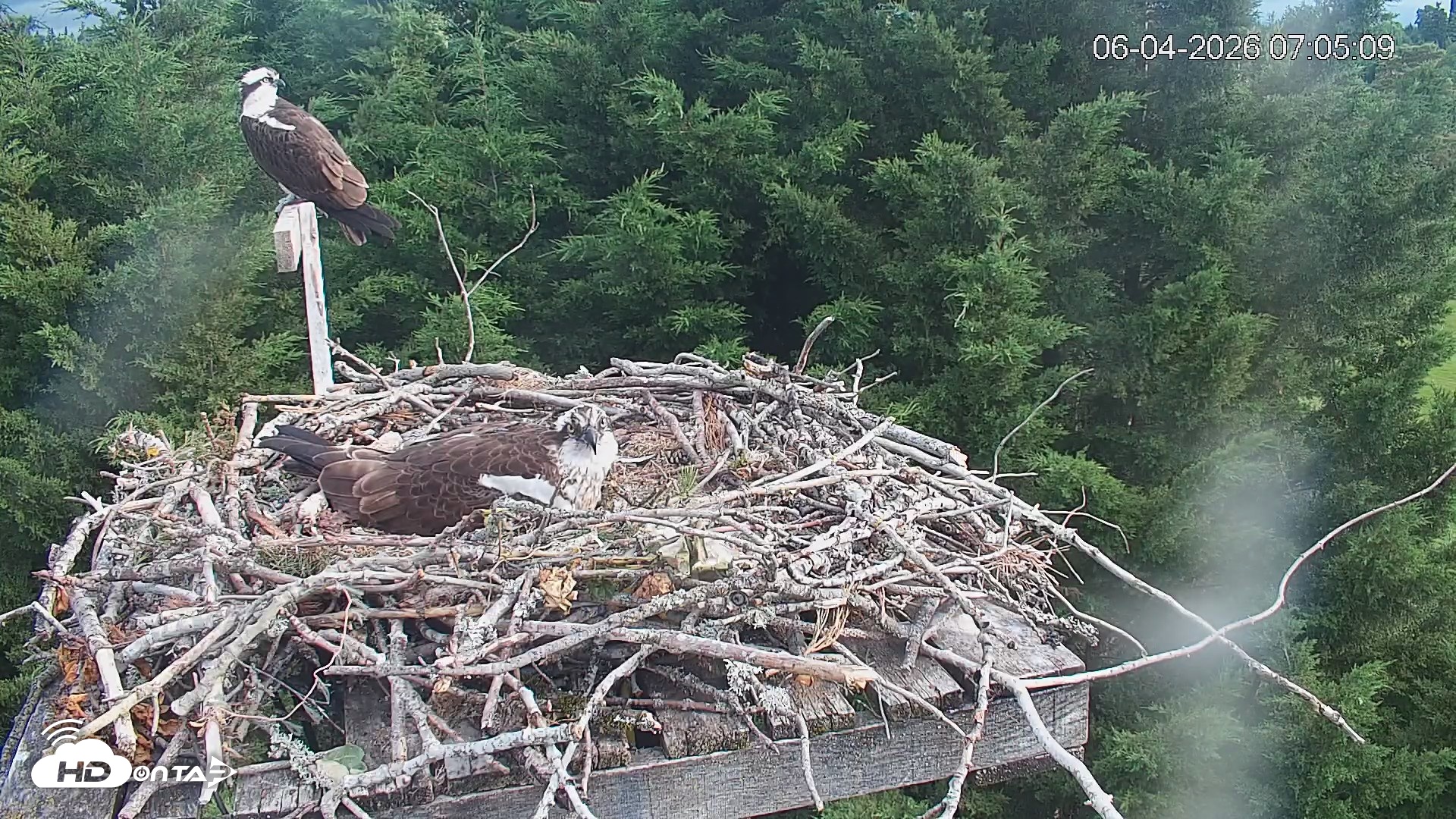 Snapshot of Medina Washington Live Osprey Nest Webcam taken Jun 4, 2026, 7:07am PDT
