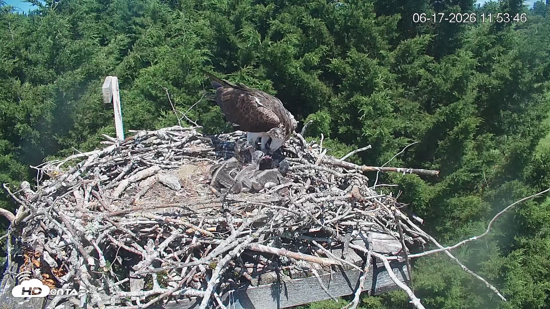 Snapshot of Medina Washington Live Osprey Nest Webcam taken Jun 17, 2026, 11:54am PDT
