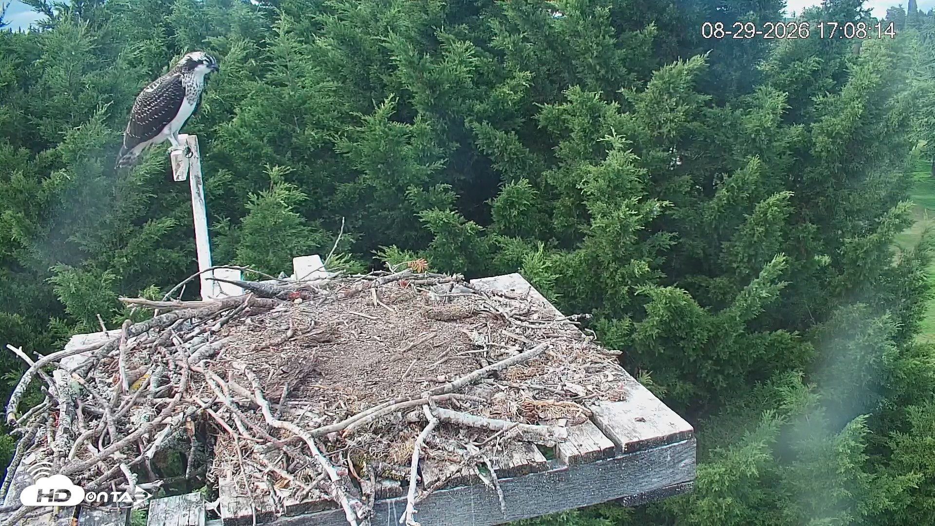 Snapshot of Medina Washington Live Osprey Nest Webcam taken Aug 29, 2026, 5:08pm PDT