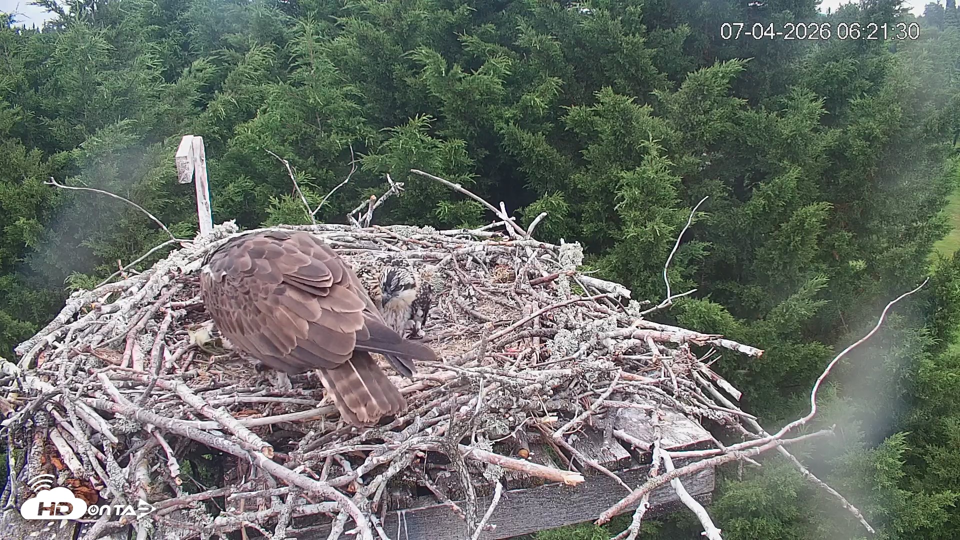 Snapshot of Medina Washington Live Osprey Nest Webcam taken Jul 4, 2026, 6:22am PDT