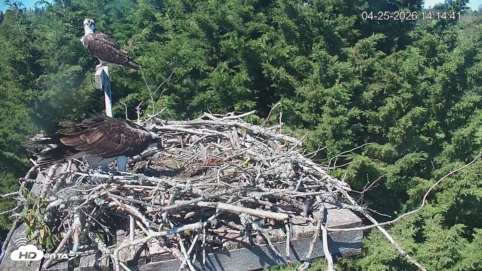 Snapshot of Medina Washington Live Osprey Nest Webcam taken Apr 25, 2026, 2:15pm PDT